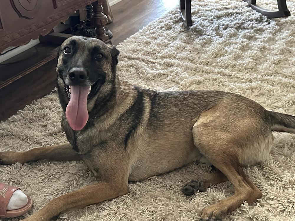 Enlarge Lexy located in NM, a Adoptable Belgian Shepherd / Malinois in Santa Fe, NM image 1/1