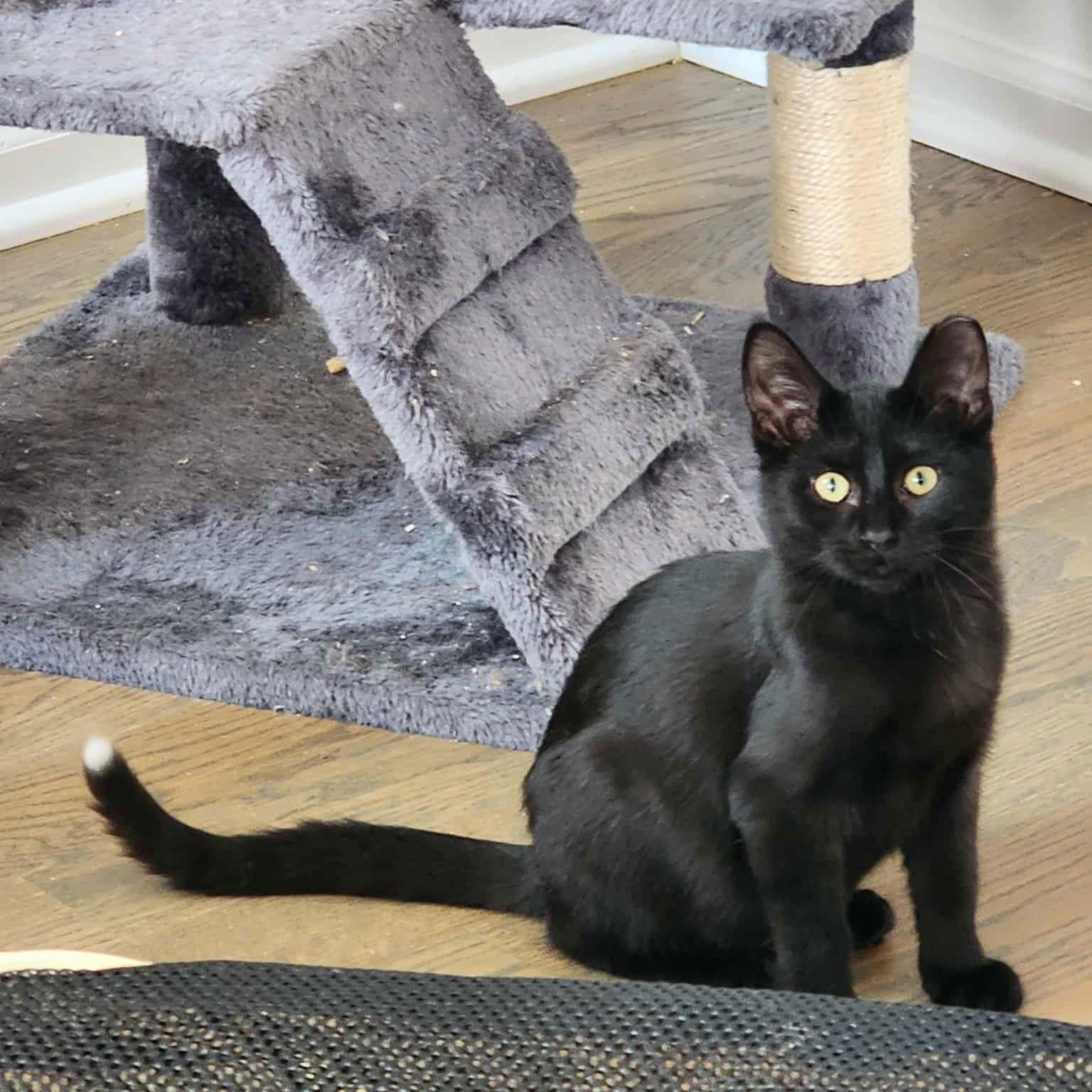 Enlarge Raffolino, a Adoptable Domestic Medium Hair in Chicago, IL image 1/2