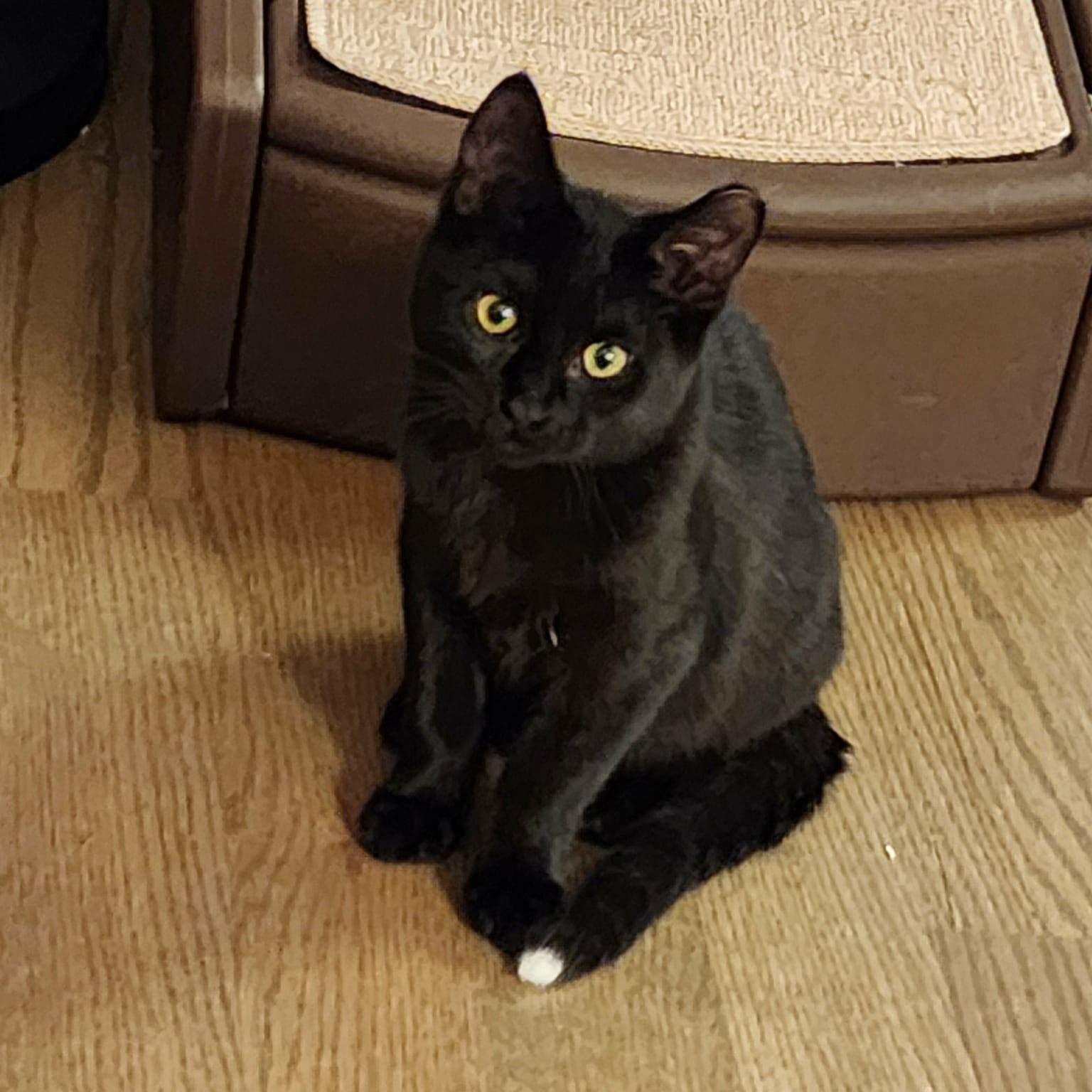 Enlarge Raffolino, a Adoptable Domestic Medium Hair in Chicago, IL image 2/2