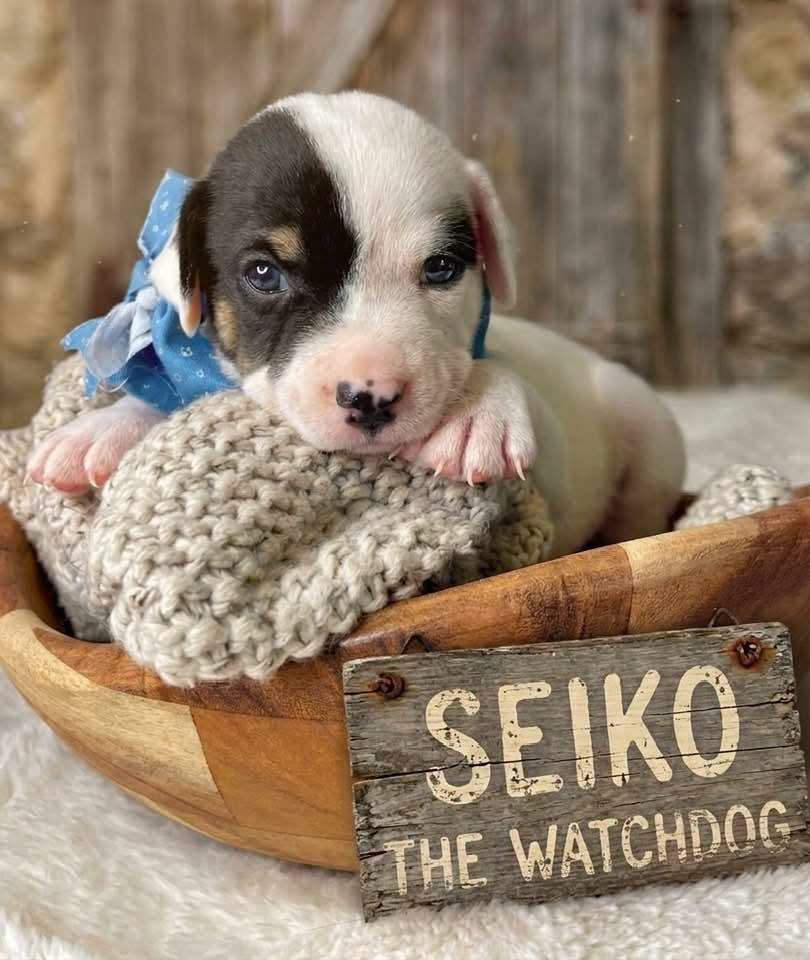 Enlarge Seiko, a Adoptable mixed breed in Jacksonville, FL image 3/6