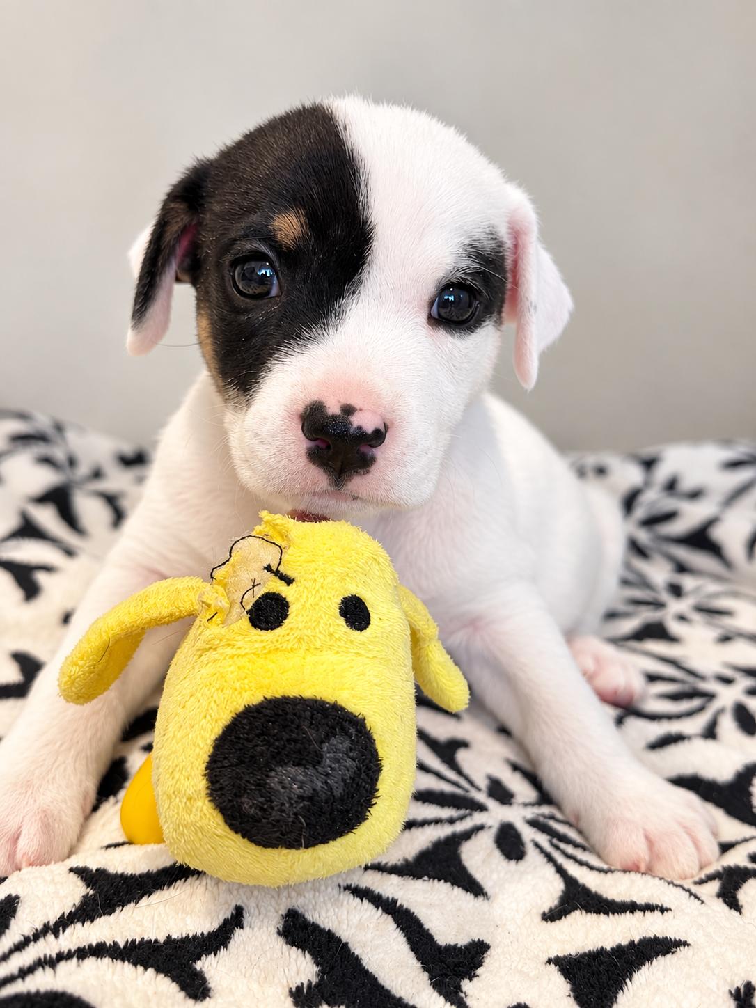 Enlarge Seiko, a Adoptable mixed breed in Jacksonville, FL image 6/6