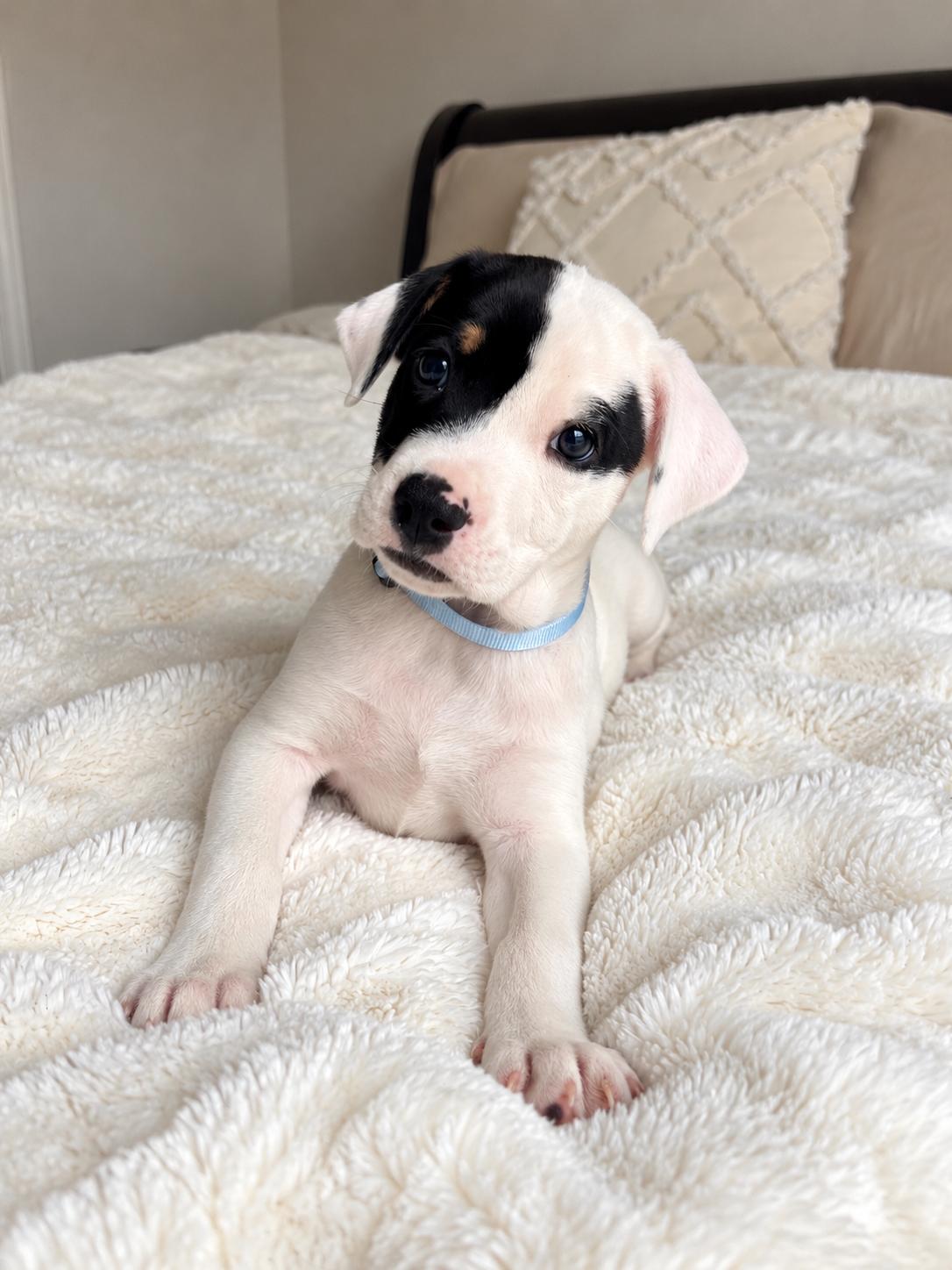 Seiko, Adoptable, Puppy Male Beagle & Treeing Walker Coonhound.