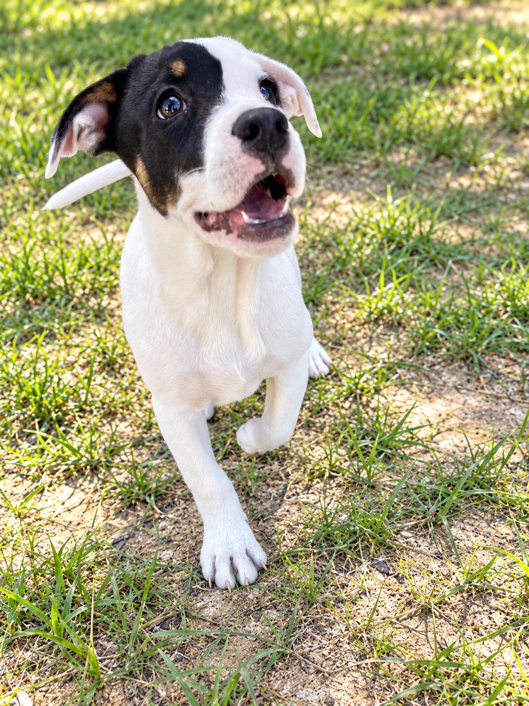 Seiko, Adoptable, Puppy Male Bulldog & Beagle.