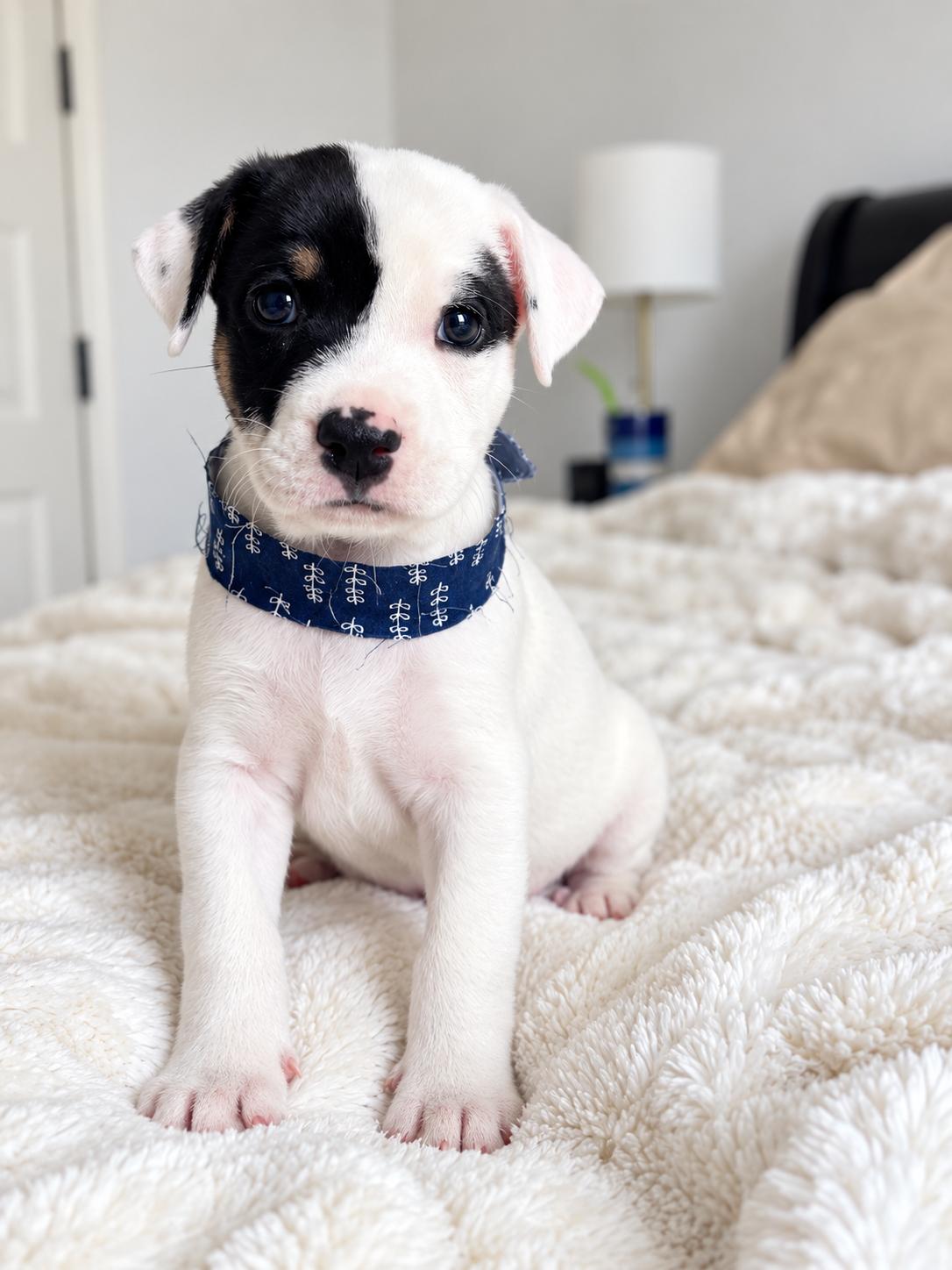Seiko, Adoptable, Puppy Male Beagle & Treeing Walker Coonhound.