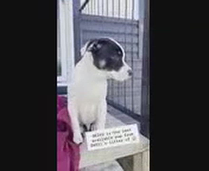 Enlarge Seiko, a Adoptable mixed breed in Jacksonville, FL video 6/6