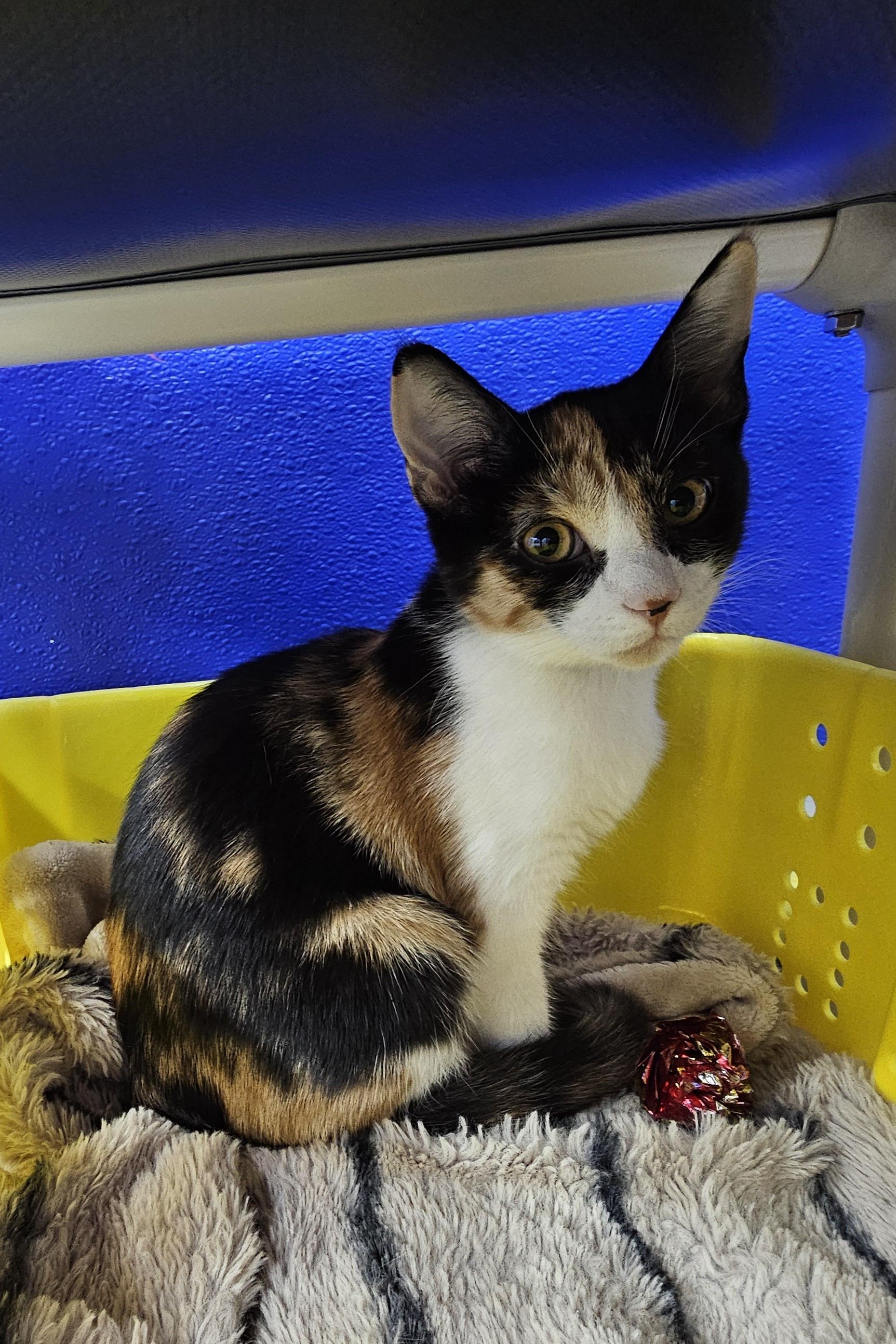 Enlarge Kiwi, a Adoptable Domestic Short Hair in Dunkirk, NY image 1/3