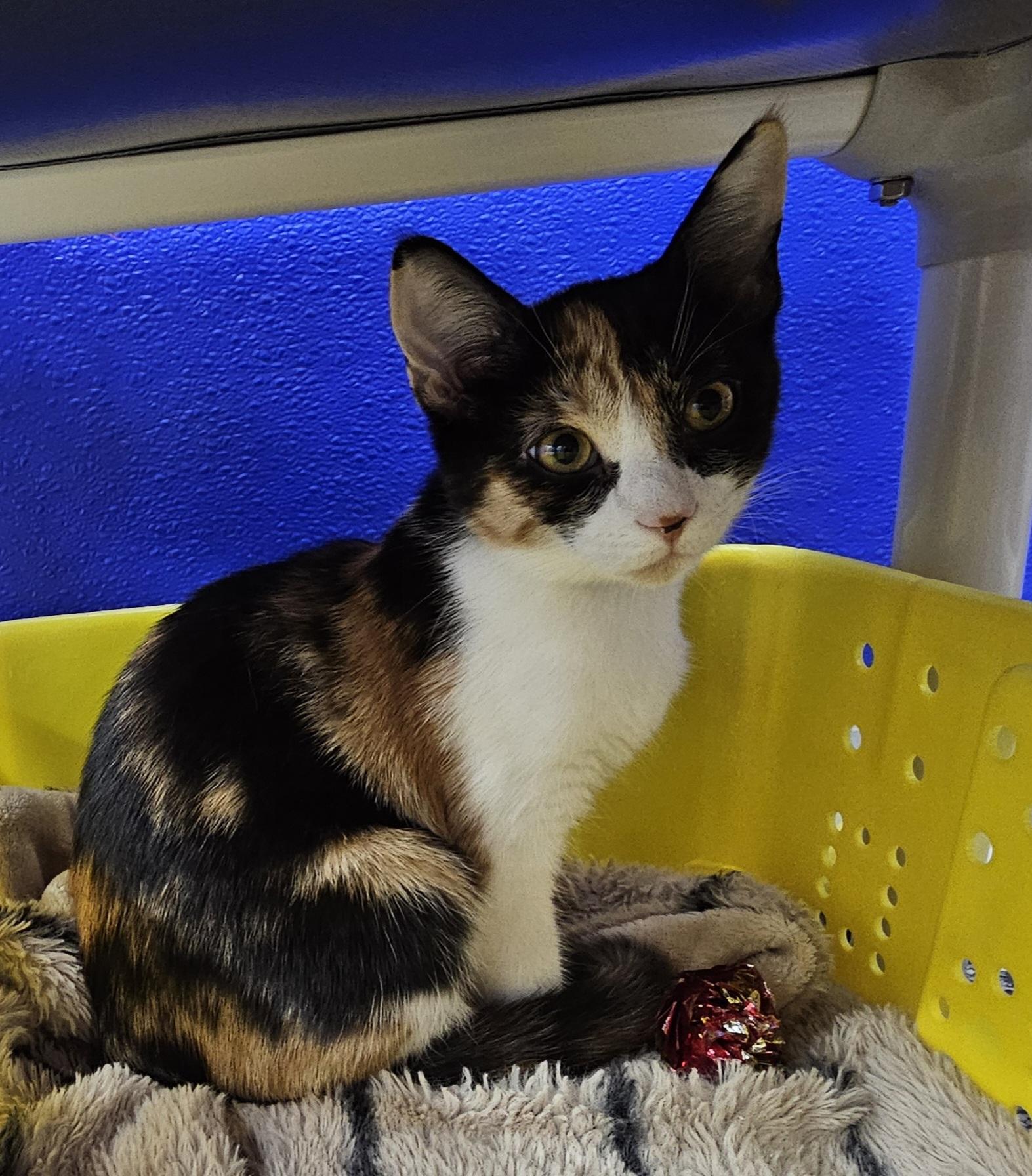 Enlarge Kiwi, a Adoptable Domestic Short Hair in Dunkirk, NY image 3/3