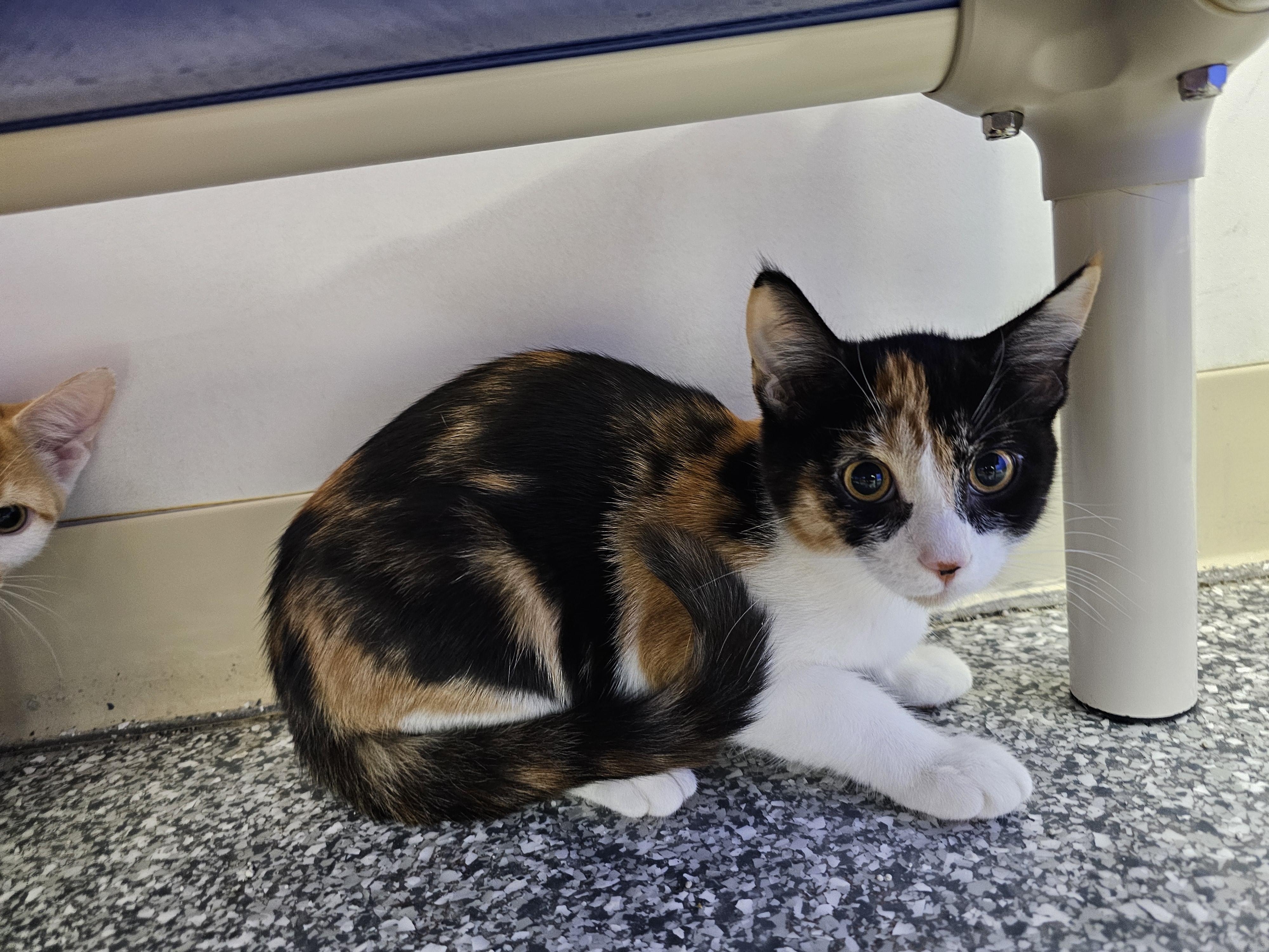 Enlarge Kiwi, a Adoptable Domestic Short Hair in Dunkirk, NY image 2/3
