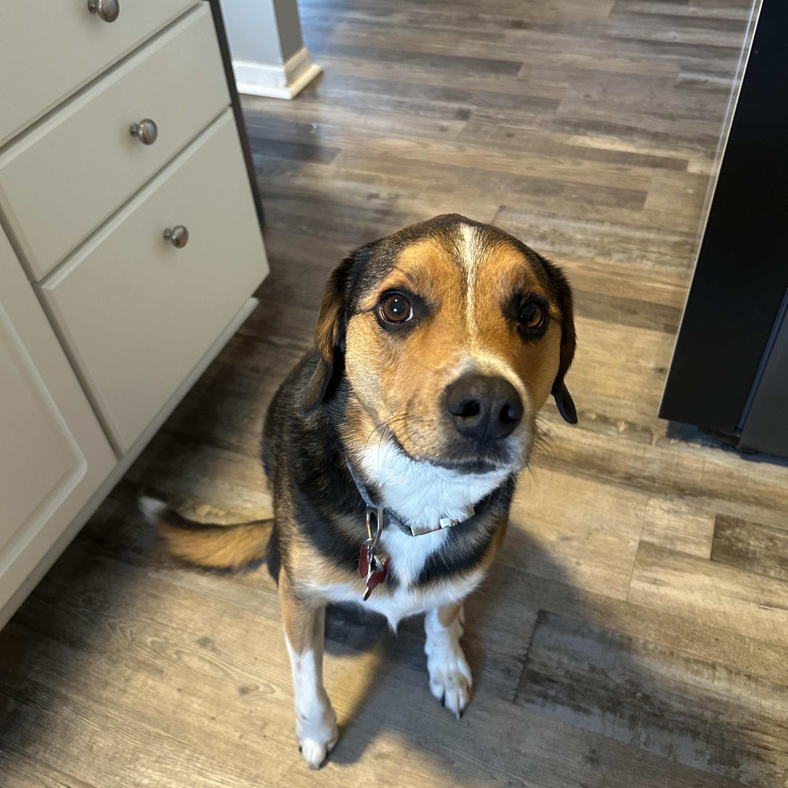 Woody (courtesy post)