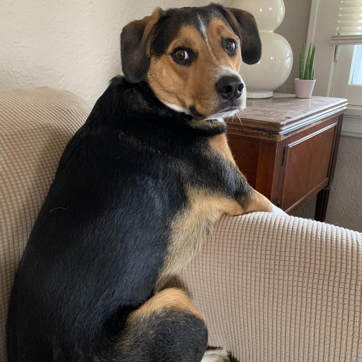 Woody (courtesy post)