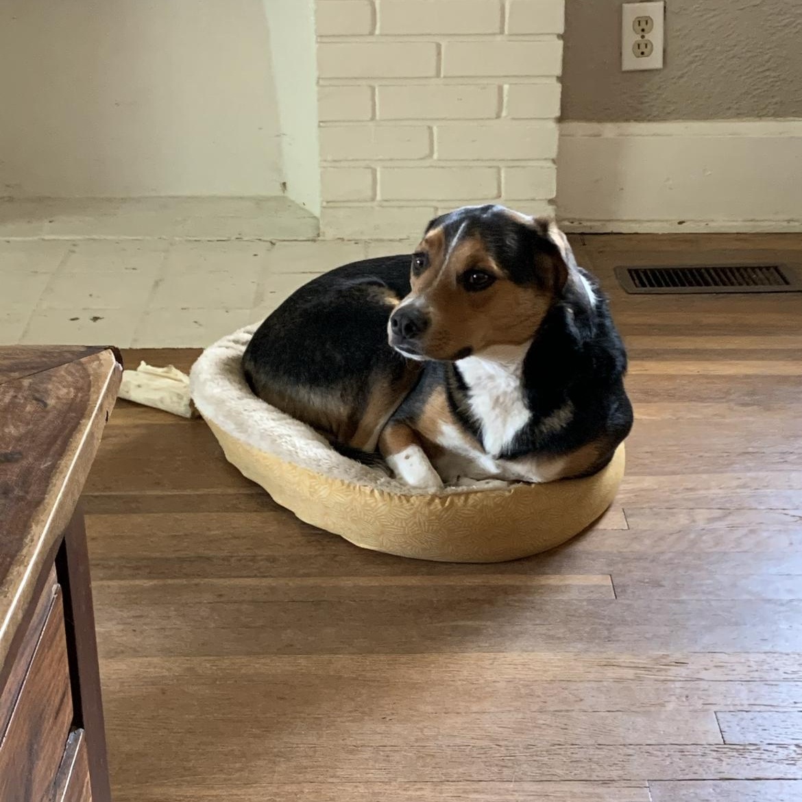 Woody (courtesy post)