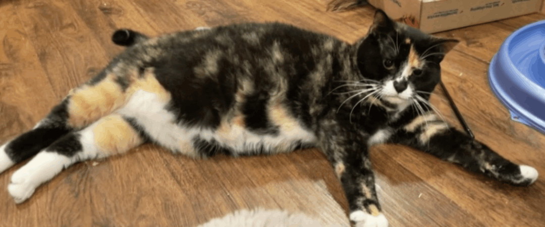 Penelope, Adoptable, Young Female Calico.