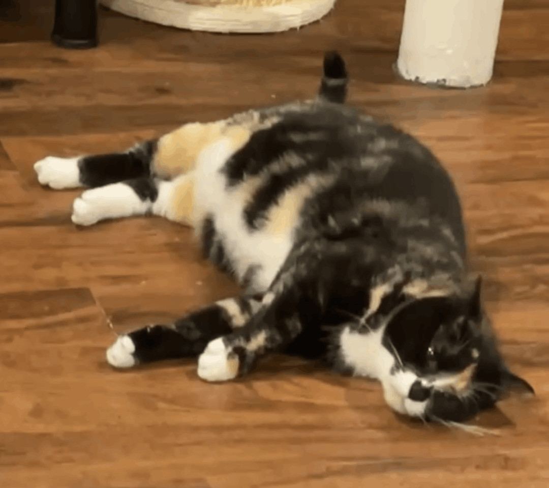 Penelope, a Adoptable Calico in Closter, NJ image 2/6