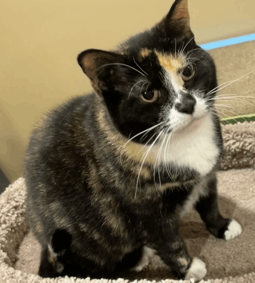 Penelope, a Adoptable Calico in Closter, NJ image 3/6