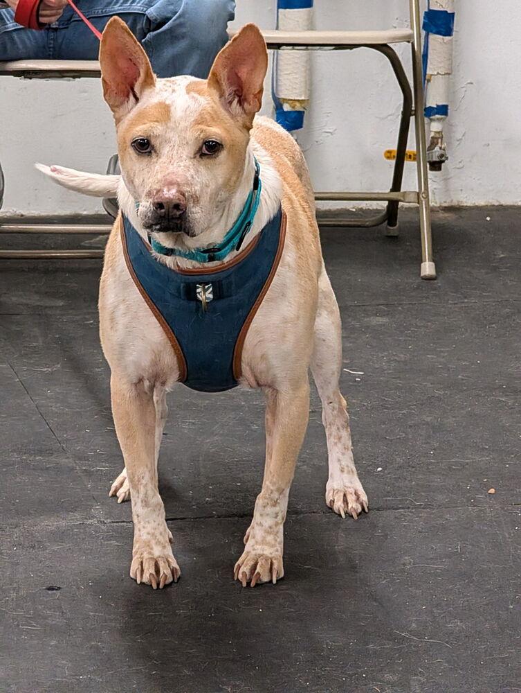 Enlarge Cash, a Adoptable mixed breed in Pottstown, PA image 1/6