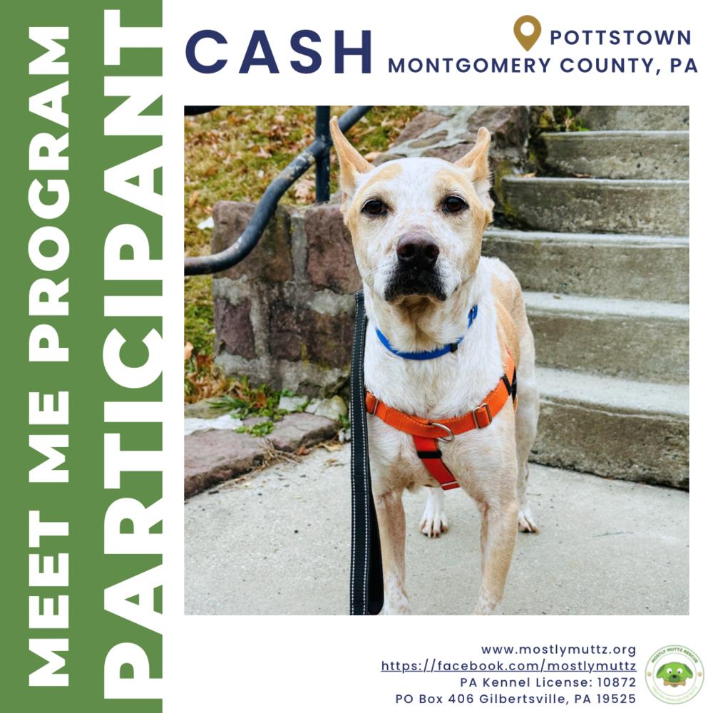 Enlarge Cash, a Adoptable mixed breed in Pottstown, PA image 1/6