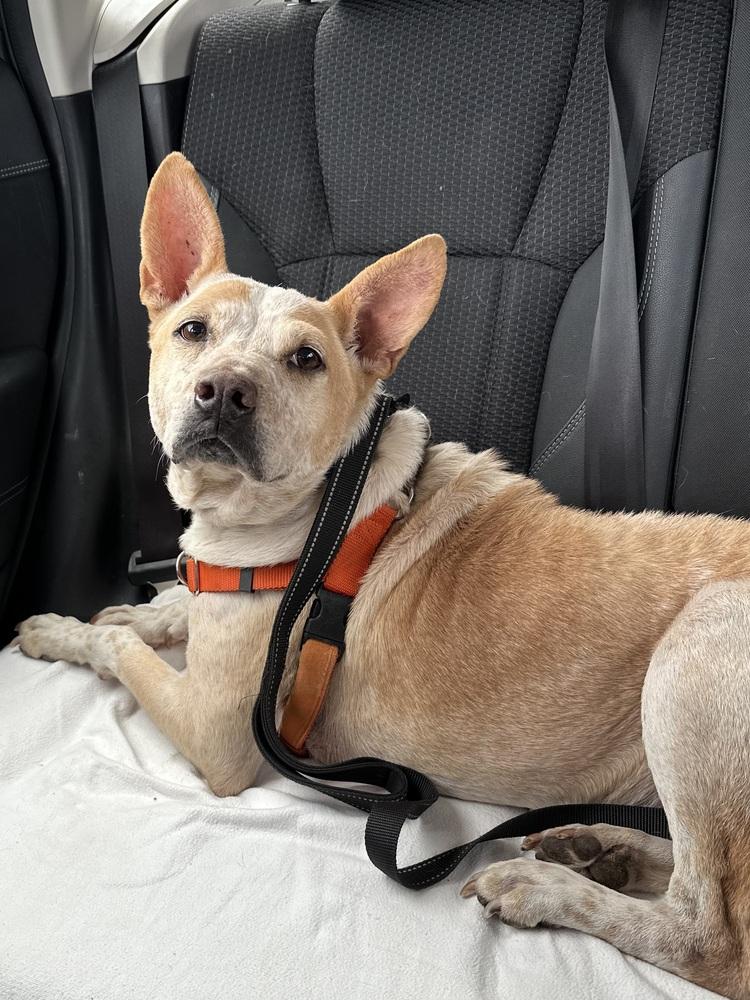 Cash, a Adoptable mixed breed in Pottstown, PA image 2/6