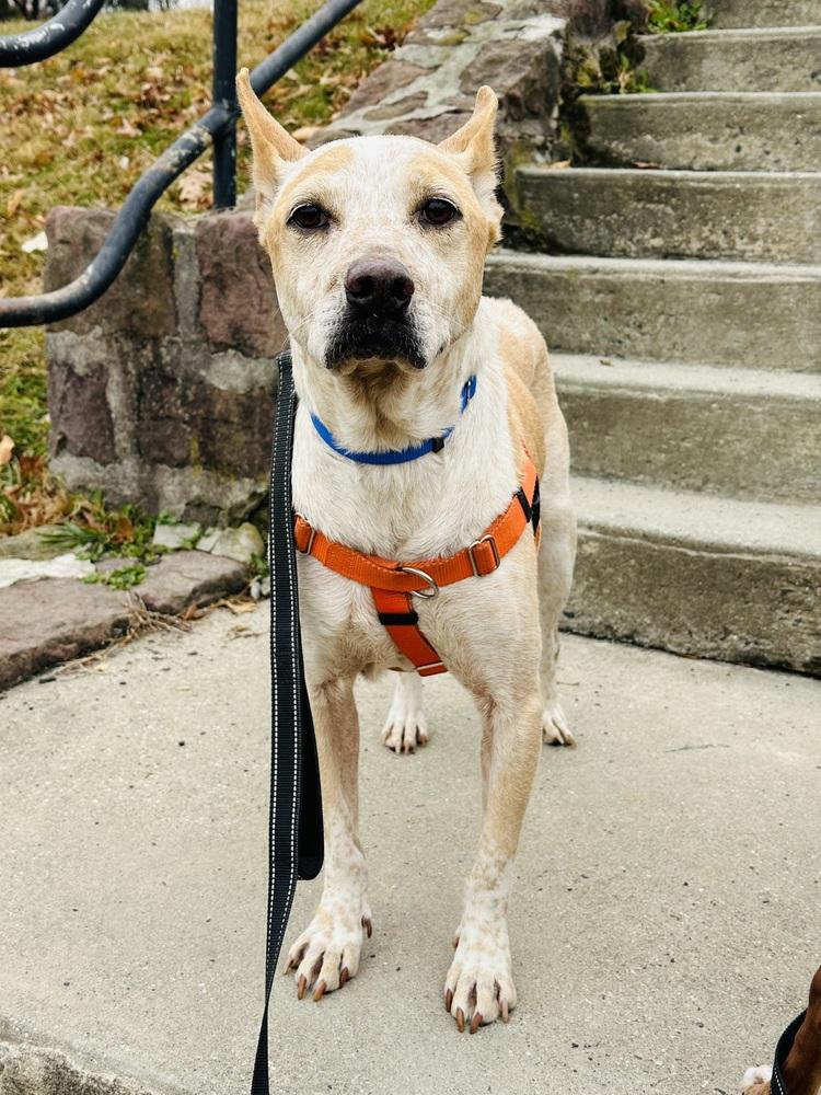 Enlarge Cash, a Adoptable mixed breed in Pottstown, PA image 6/6
