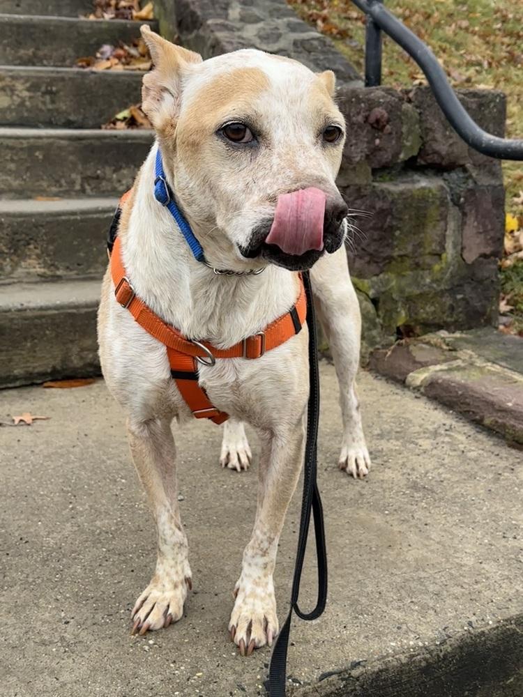 Enlarge Cash, a Adoptable mixed breed in Pottstown, PA image 3/6