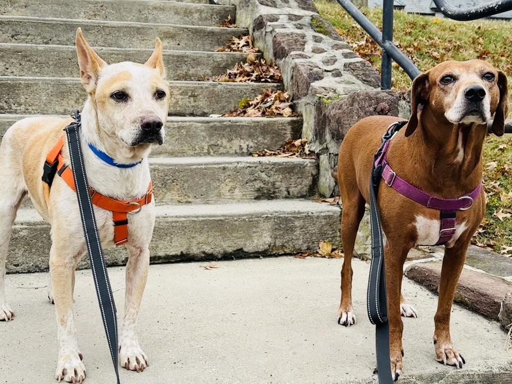 Enlarge Cash, a Adoptable mixed breed in Pottstown, PA image 3/6