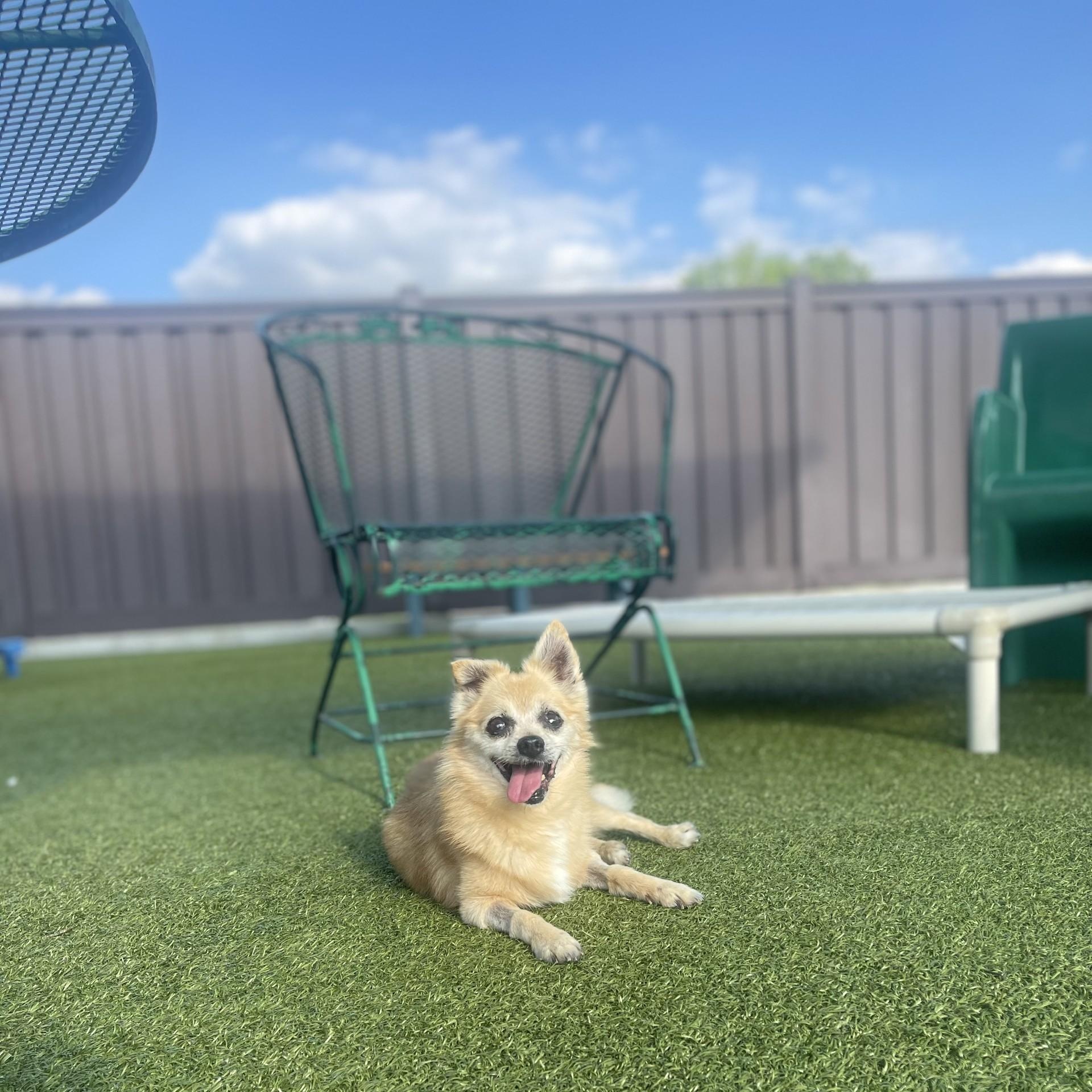 Enlarge Squeaks, an adoptable Pomeranian in Mount Juliet, TN image 3/3
