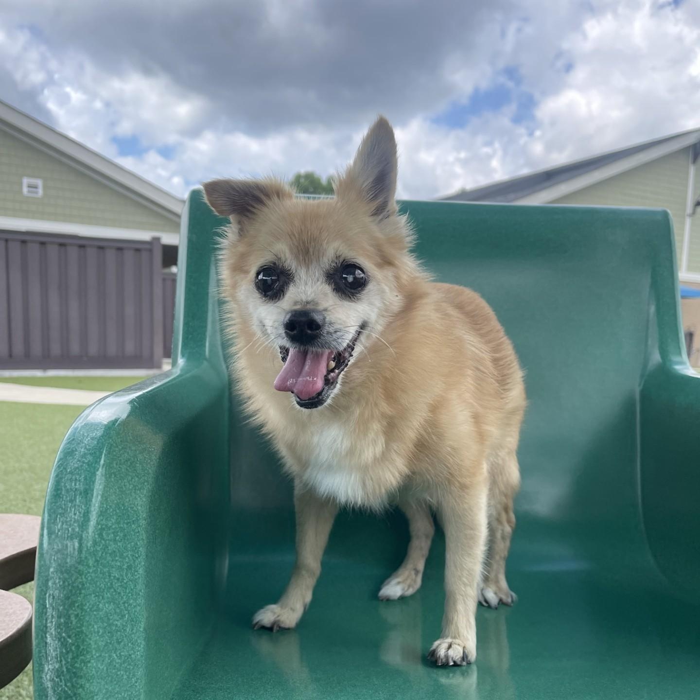 Enlarge Squeaks, an adoptable Pomeranian in Mount Juliet, TN image 2/3