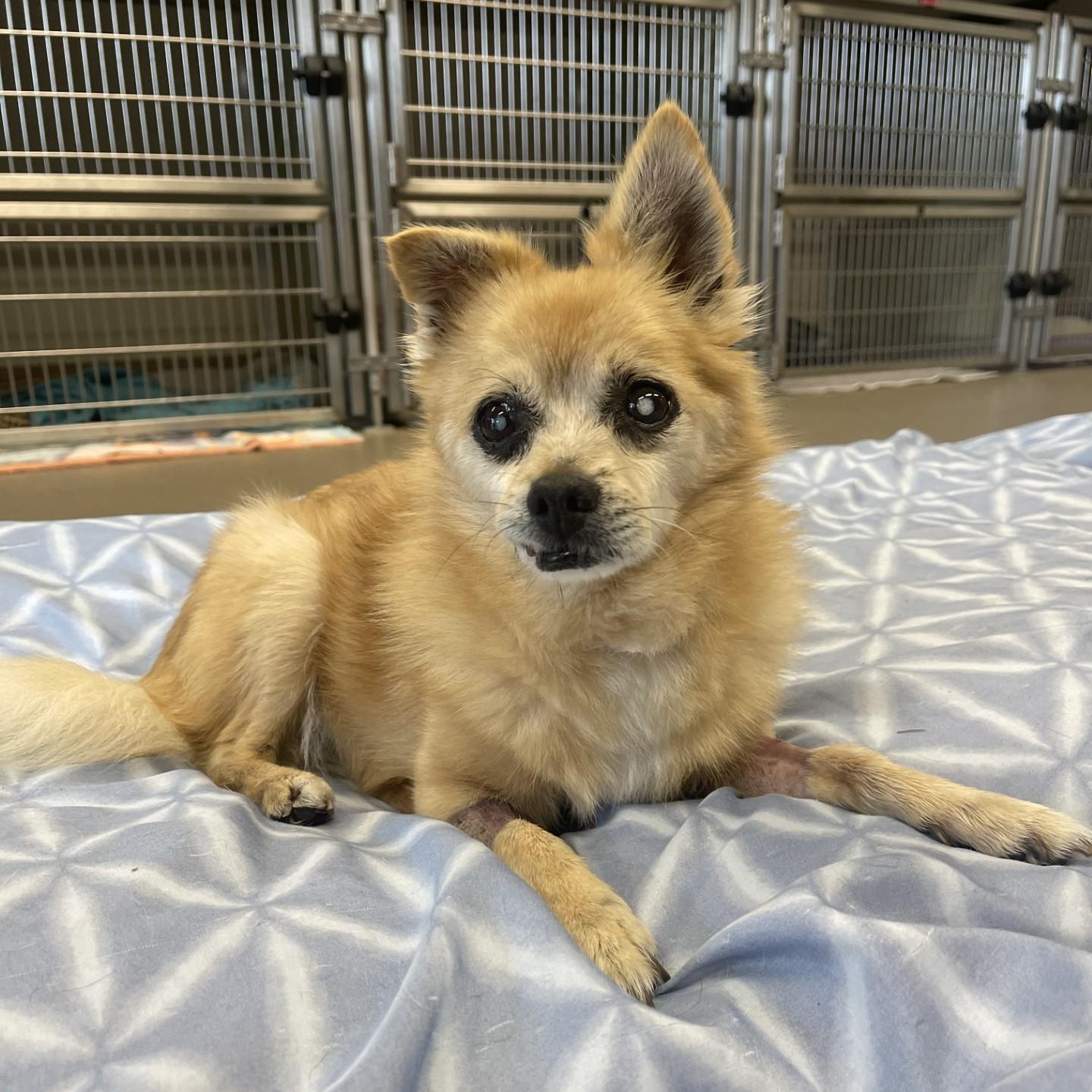 Squeaks, adoptable, Senior Male Pomeranian.