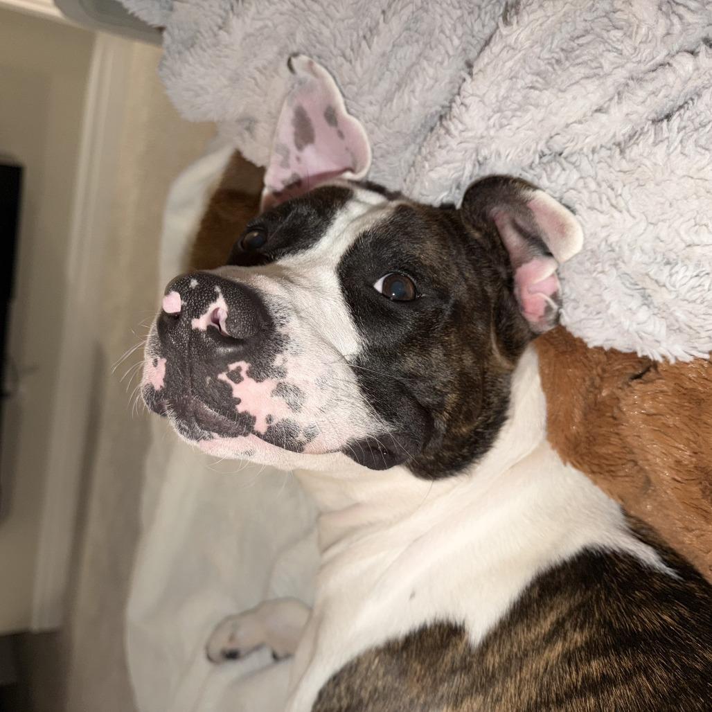 Jack, Adoptable, Adult Male Pit Bull Terrier.