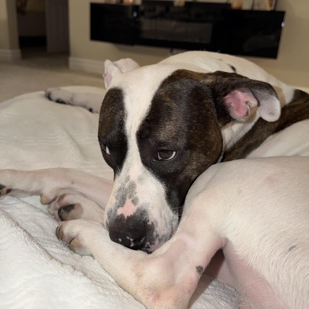 Enlarge Jack, a Adoptable Pit Bull Terrier in Henderson, NV image 4/5