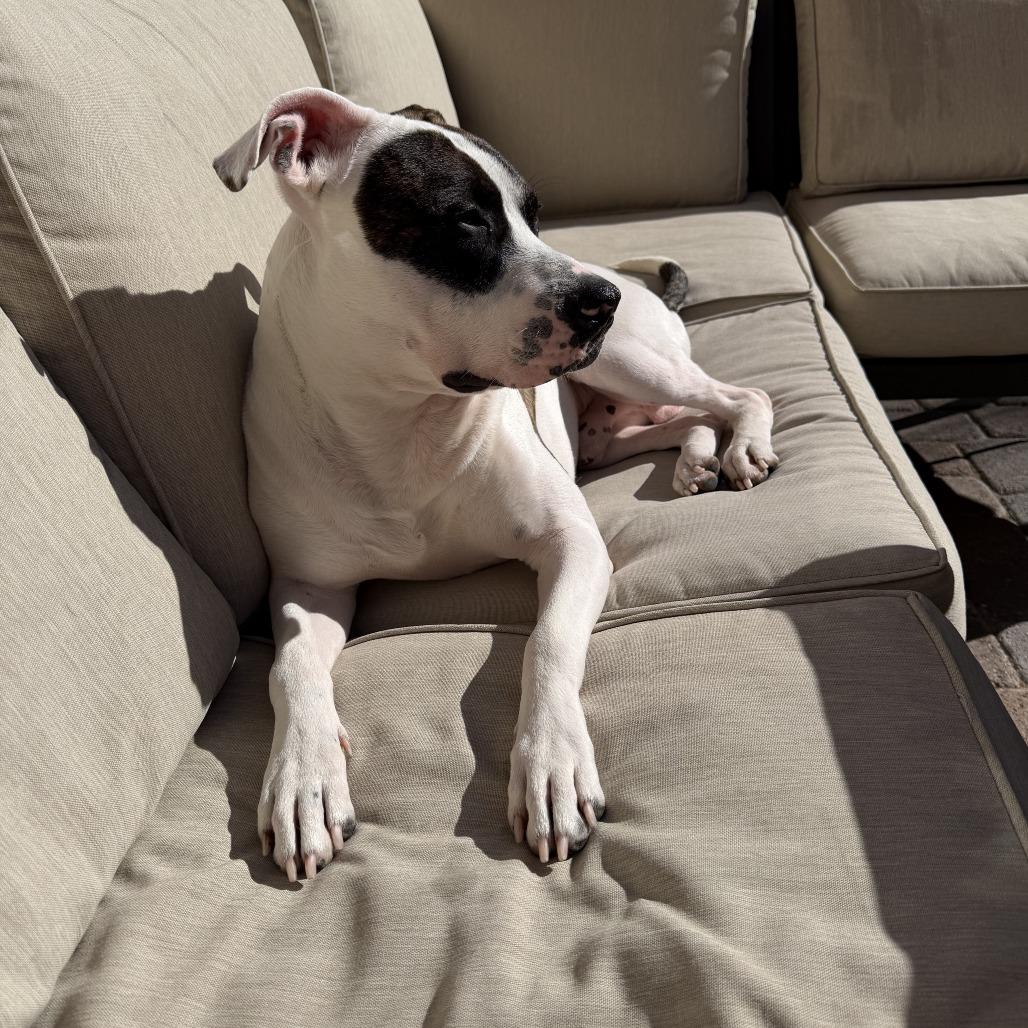 Enlarge Jack, a Adoptable Pit Bull Terrier in Henderson, NV image 5/5