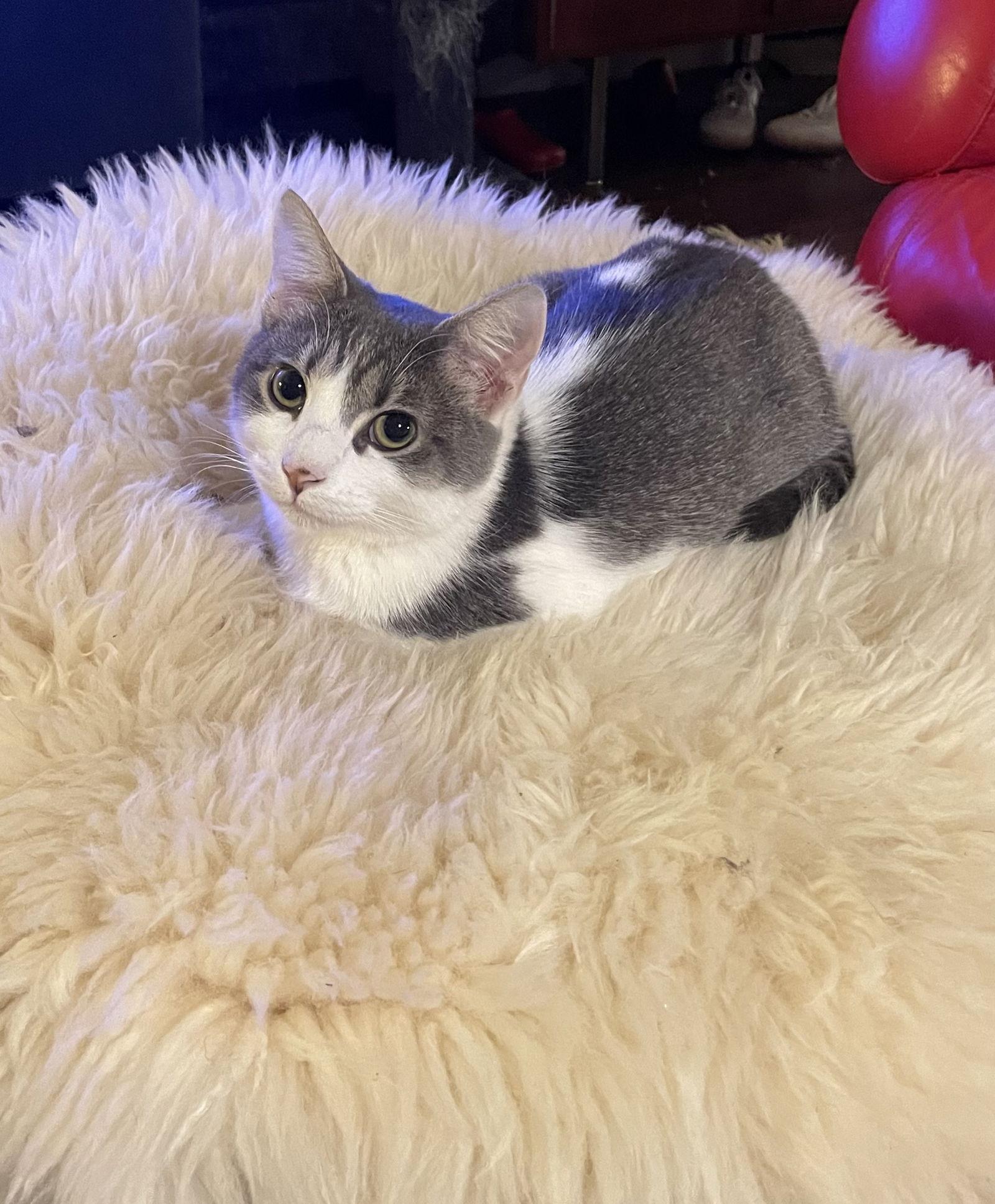 Enlarge Ember, a Adopted Domestic Short Hair in Eureka, MO image 1/3