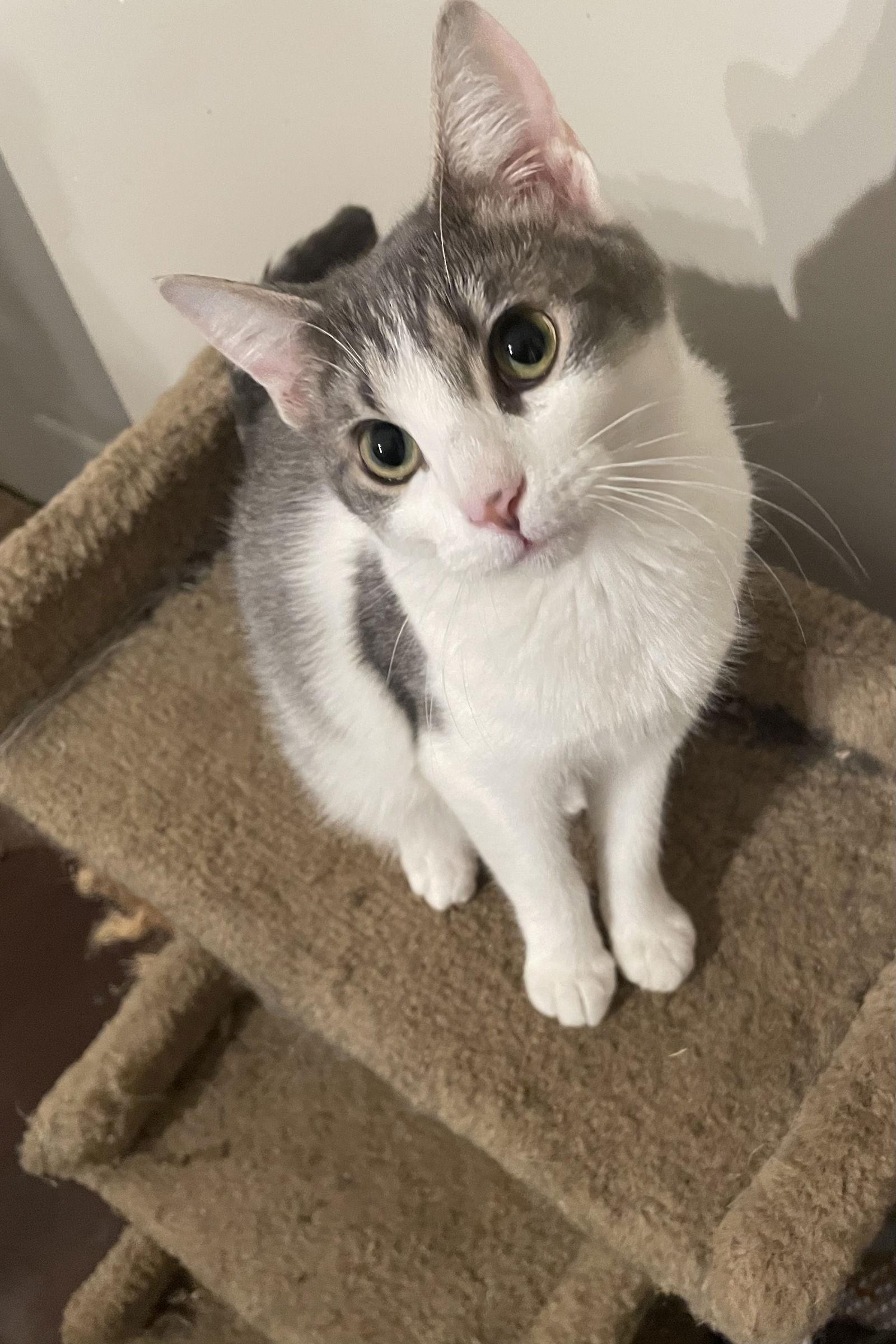 Enlarge Ember, a Adopted Domestic Short Hair in Eureka, MO image 2/3