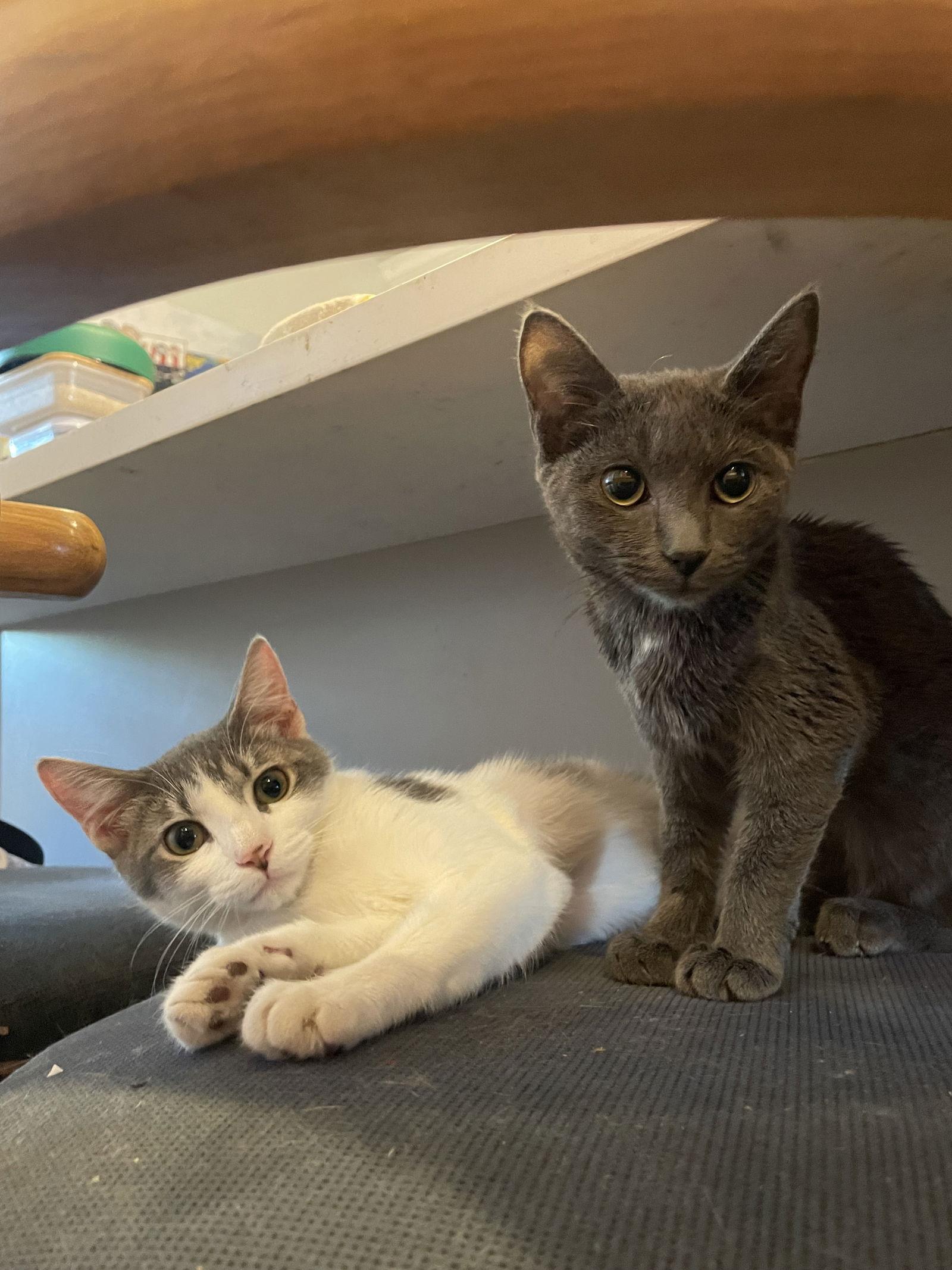 Enlarge Ember, a Adopted Domestic Short Hair in Eureka, MO image 3/3