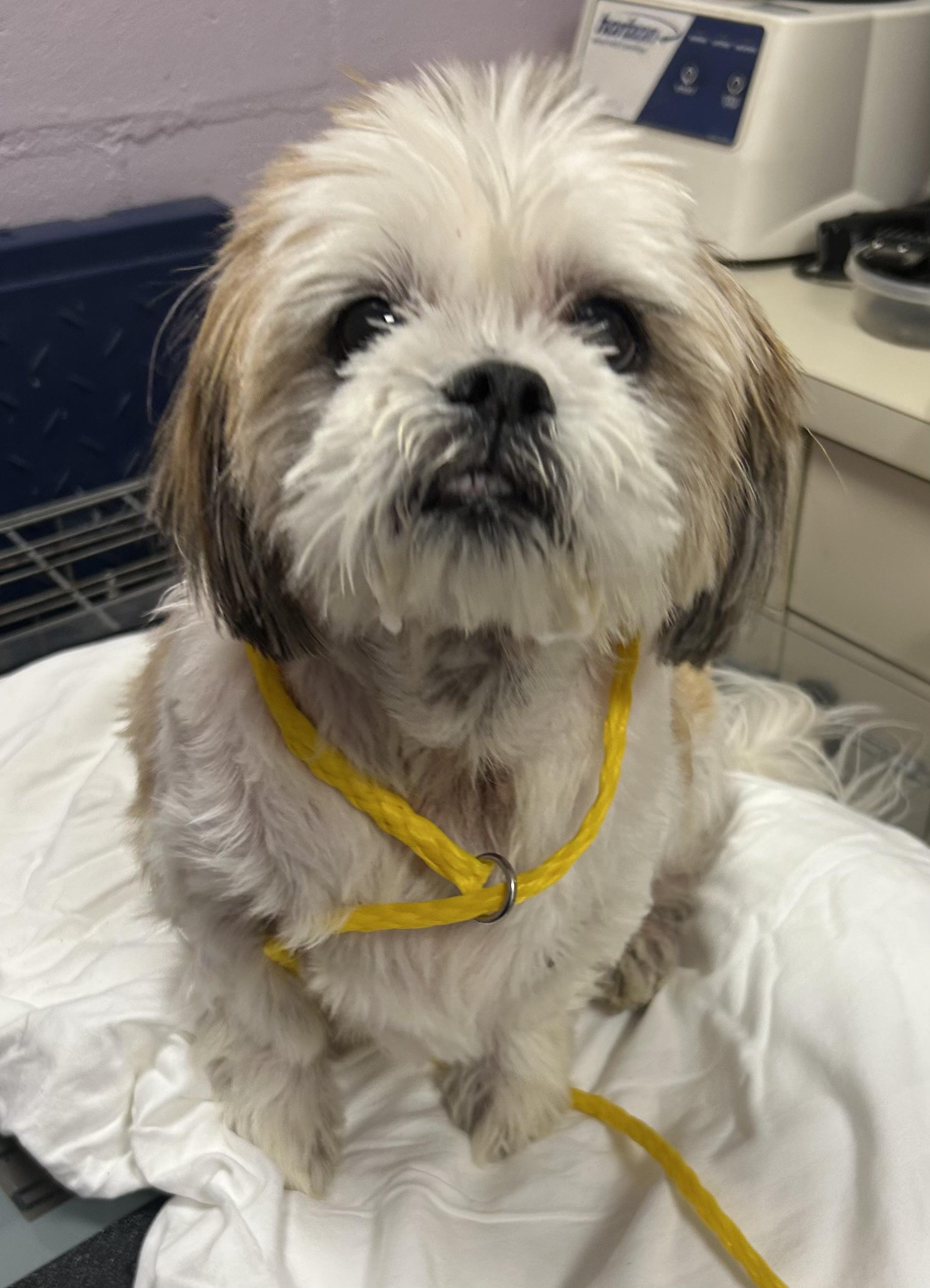 Sophie, Adoptable, Senior Female Shih Tzu & Lhasa Apso.