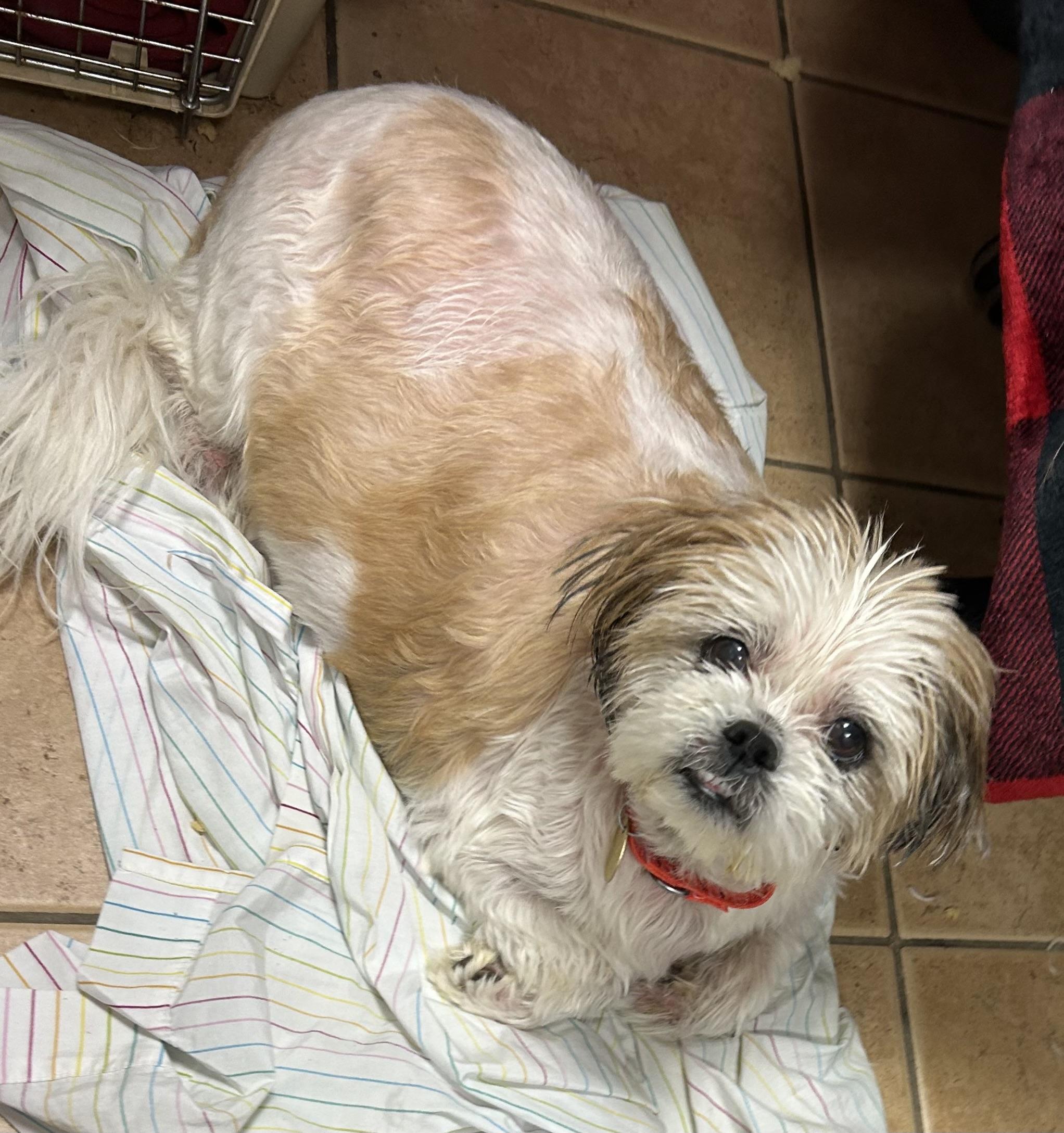 Sophie, a Adoptable mixed breed in Oak Ridge, NJ image 2/2