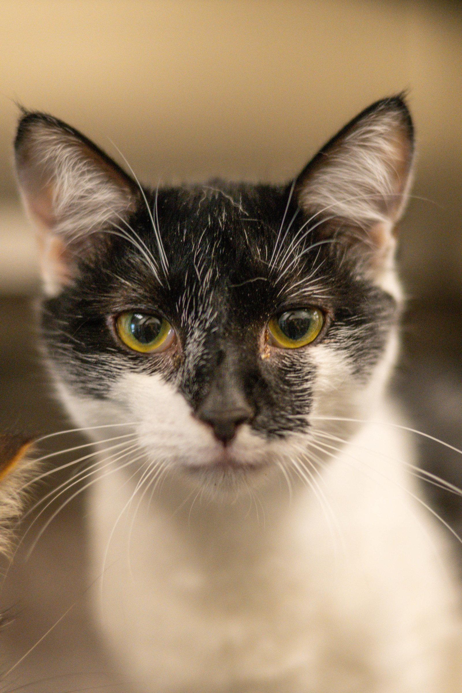 Reggae, Adoptable, Young Male Domestic Short Hair.