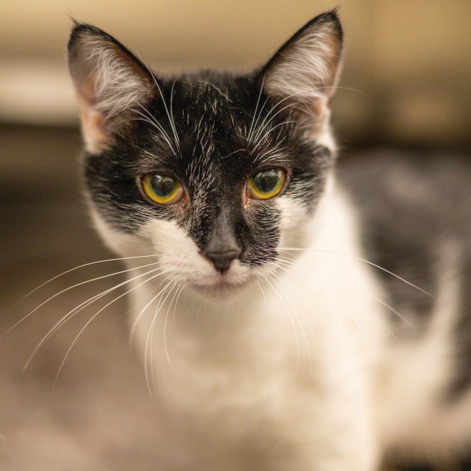 Enlarge Reggae, a Adoptable Domestic Short Hair in Hilton Head Island, SC image 2/2