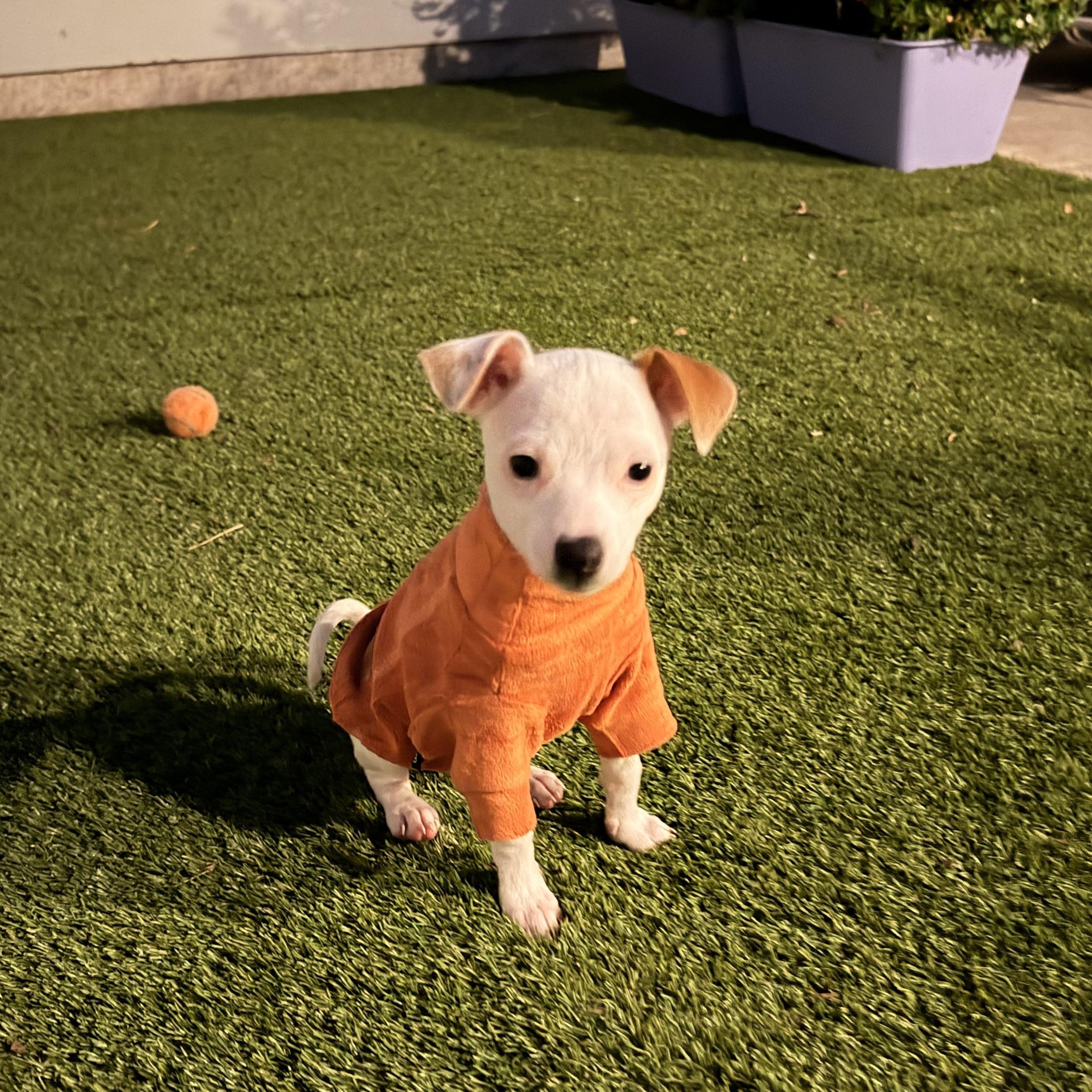 Enlarge Lorelei, a Adoptable Chihuahua in Austin, TX image 5/5