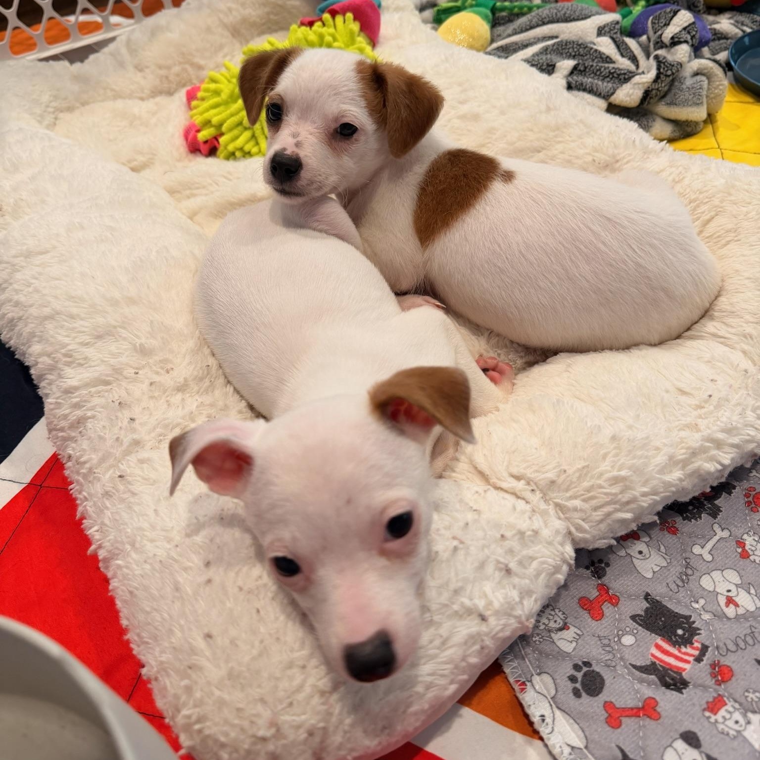 Enlarge Lorelei, a Adoptable Chihuahua in Austin, TX image 3/5