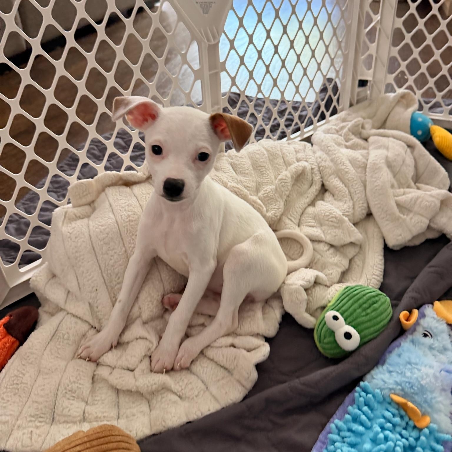 Enlarge Lorelei, a Adoptable Chihuahua in Austin, TX image 4/5