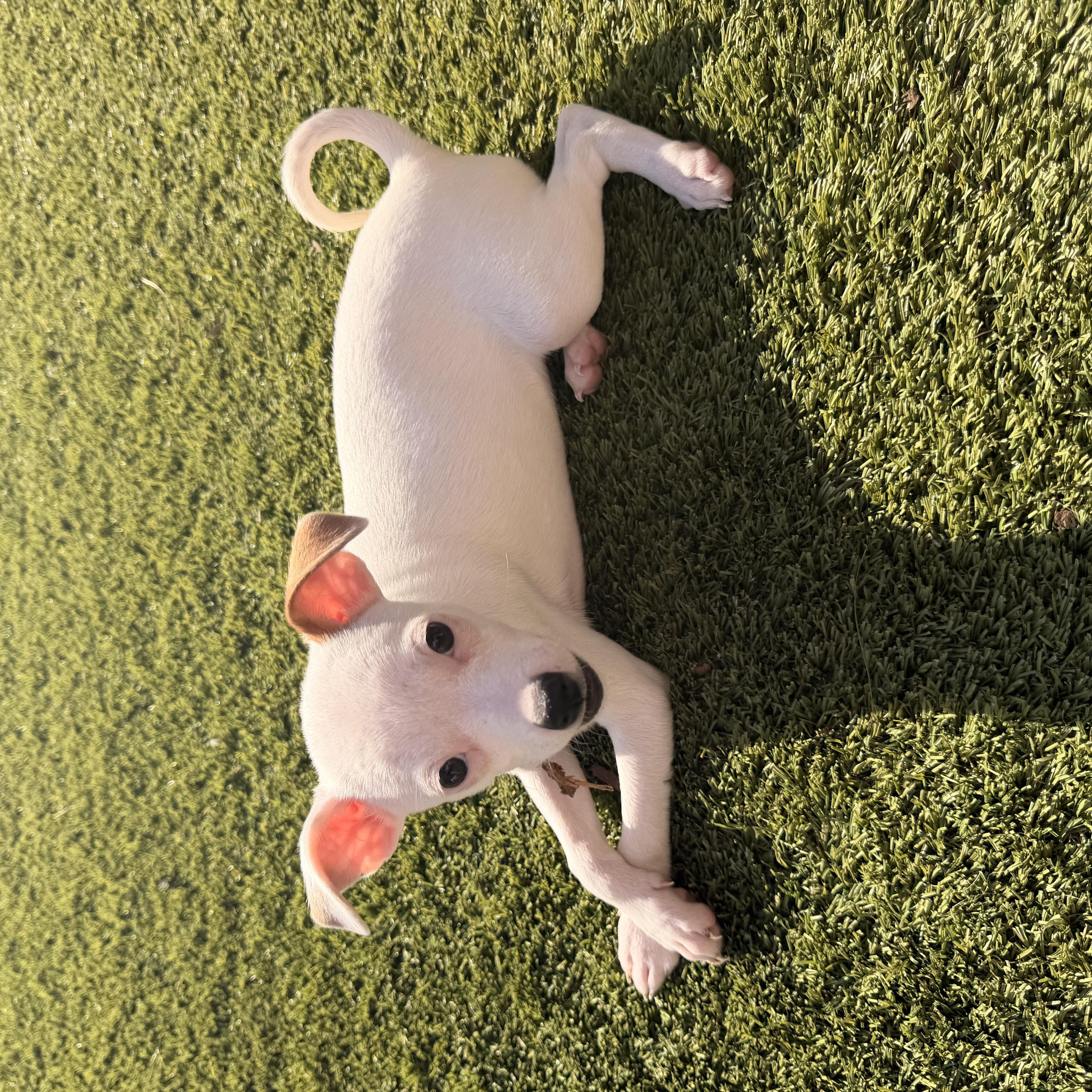 Enlarge Lorelei, a Adoptable Chihuahua in Austin, TX image 2/5