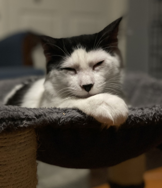 Enlarge Spector, a Adopted Domestic Medium Hair in Kissimmee, FL image 1/4