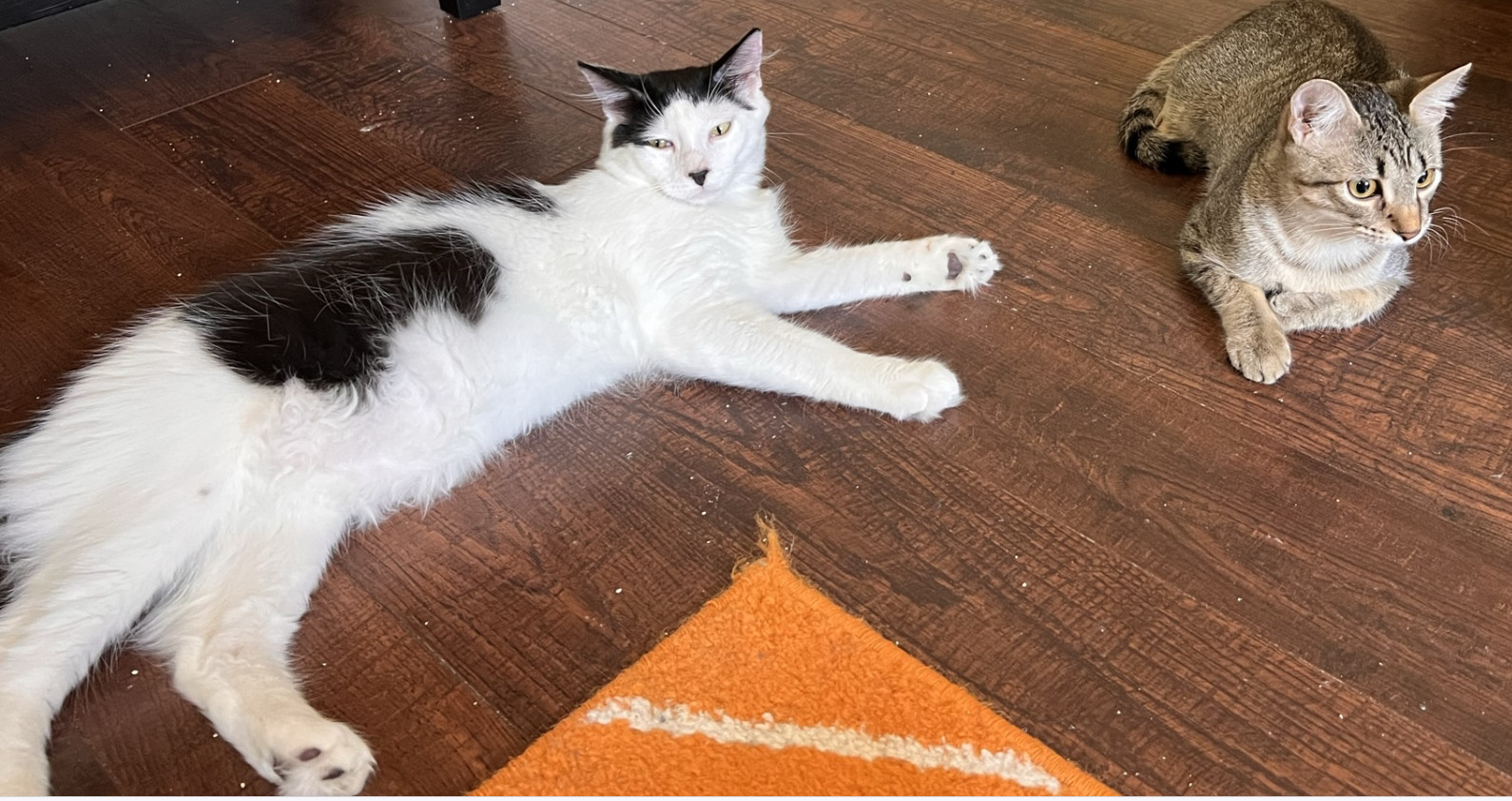 Enlarge Spector, a Adopted Domestic Medium Hair in Kissimmee, FL image 2/4