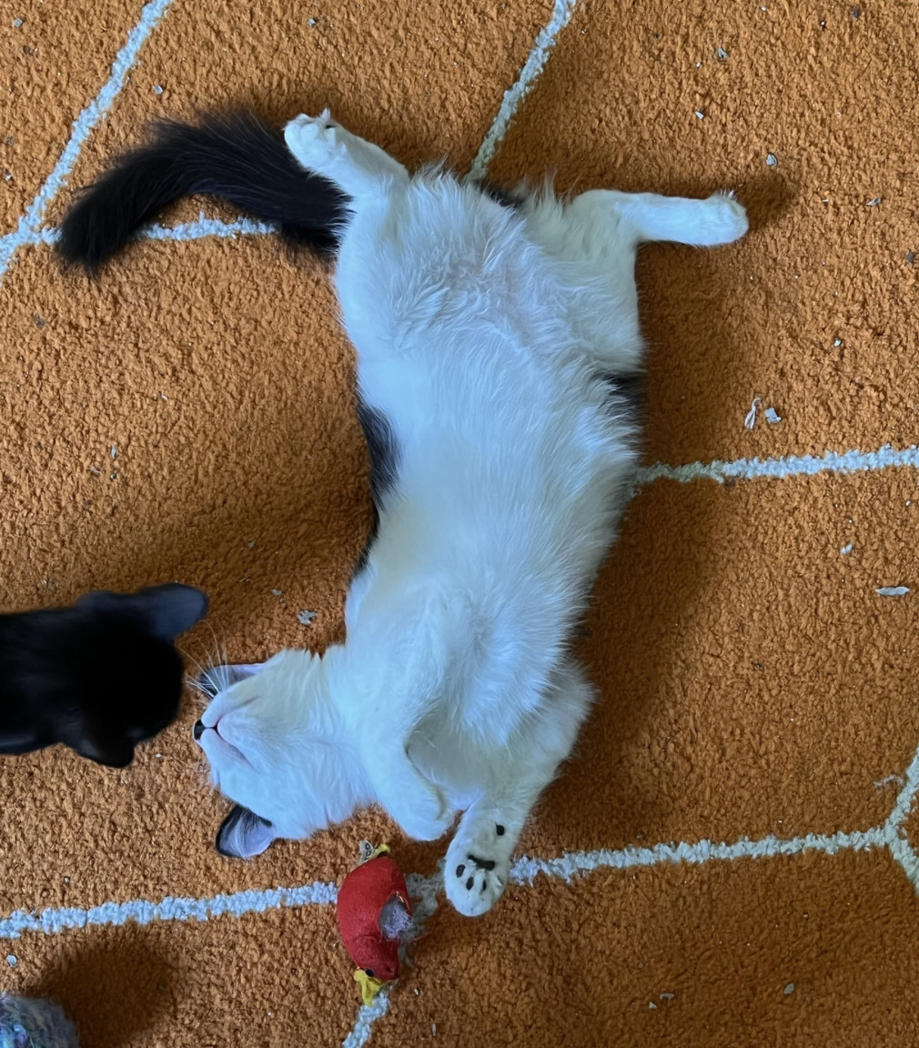 Enlarge Spector, a Adopted Domestic Medium Hair in Kissimmee, FL image 3/4