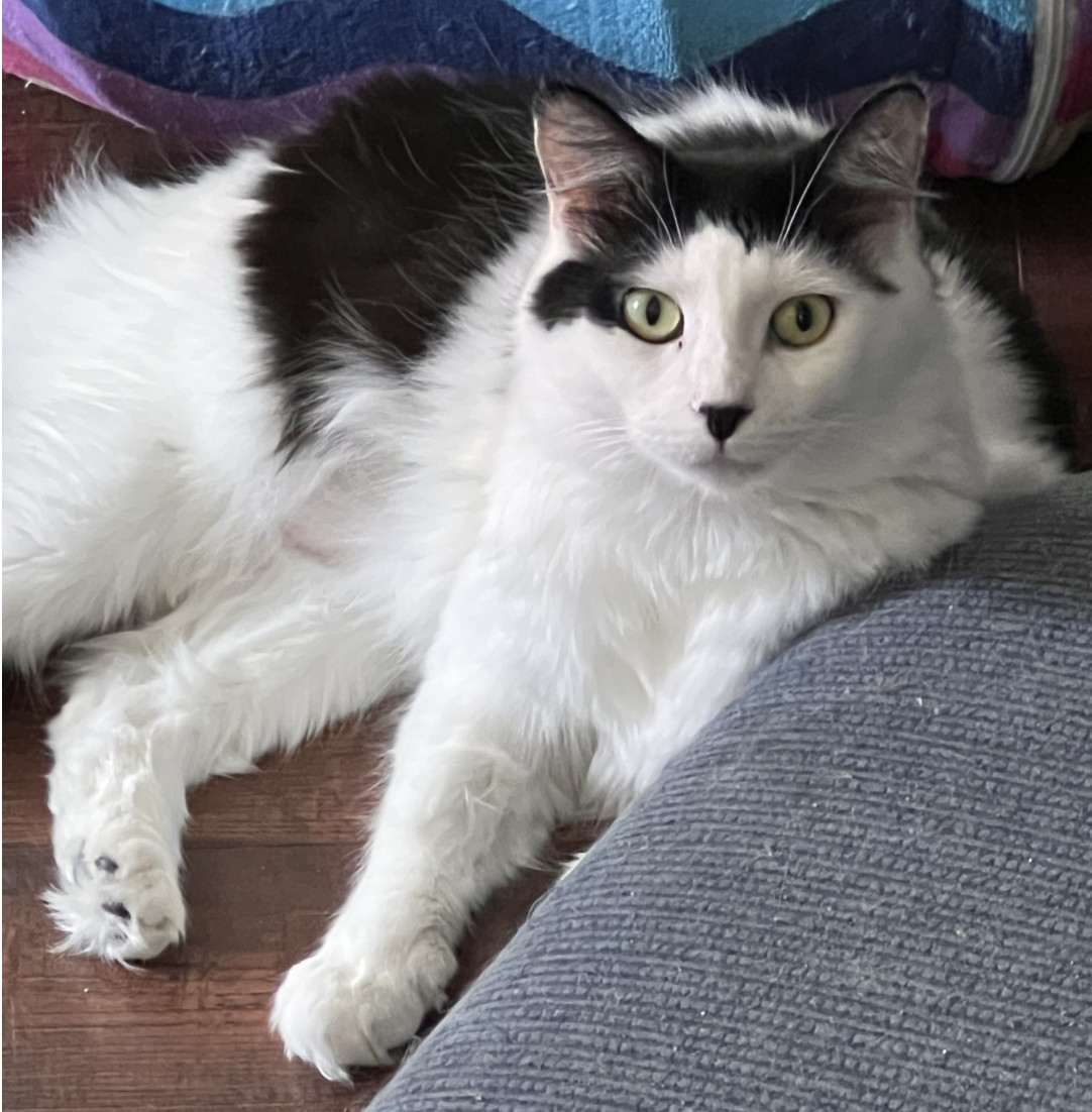 Enlarge Spector, a Adopted Domestic Medium Hair in Kissimmee, FL image 4/4