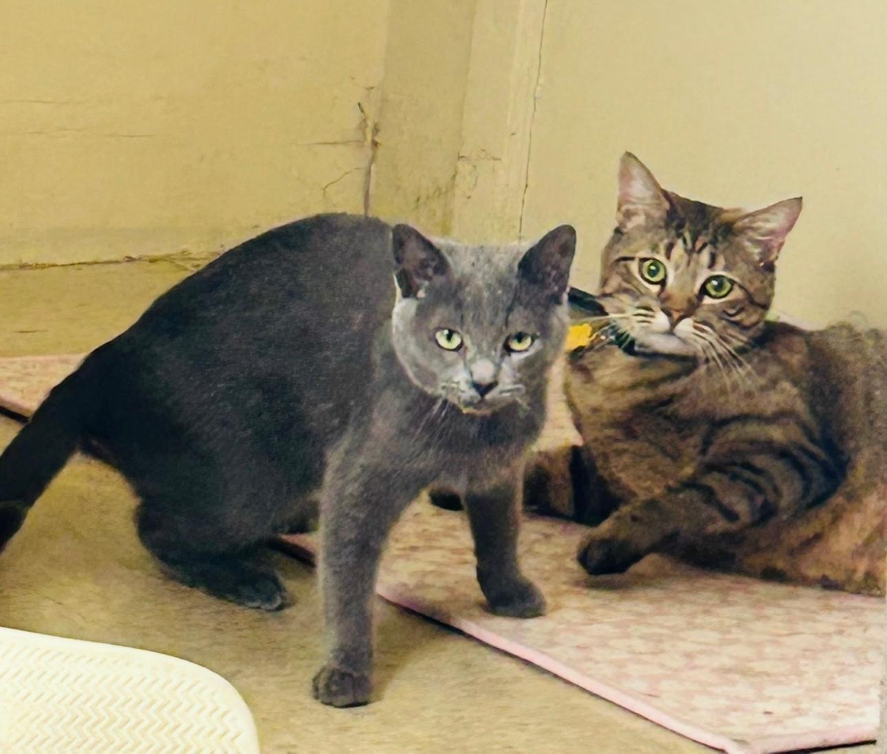 Enlarge Blu & Rainbow, a Adoptable mixed breed in Pacific Palisades, CA image 2/3