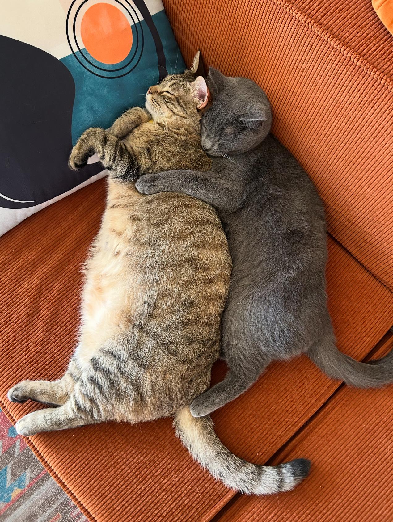 Enlarge Blu & Rainbow, a Adoptable mixed breed in Pacific Palisades, CA image 1/3