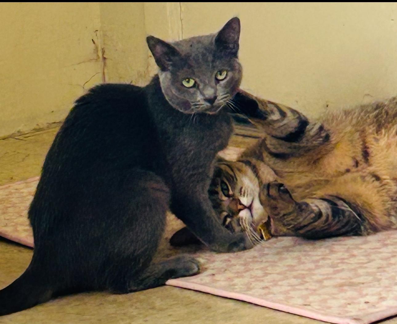 Enlarge Blu & Rainbow, a Adoptable mixed breed in Pacific Palisades, CA image 3/3