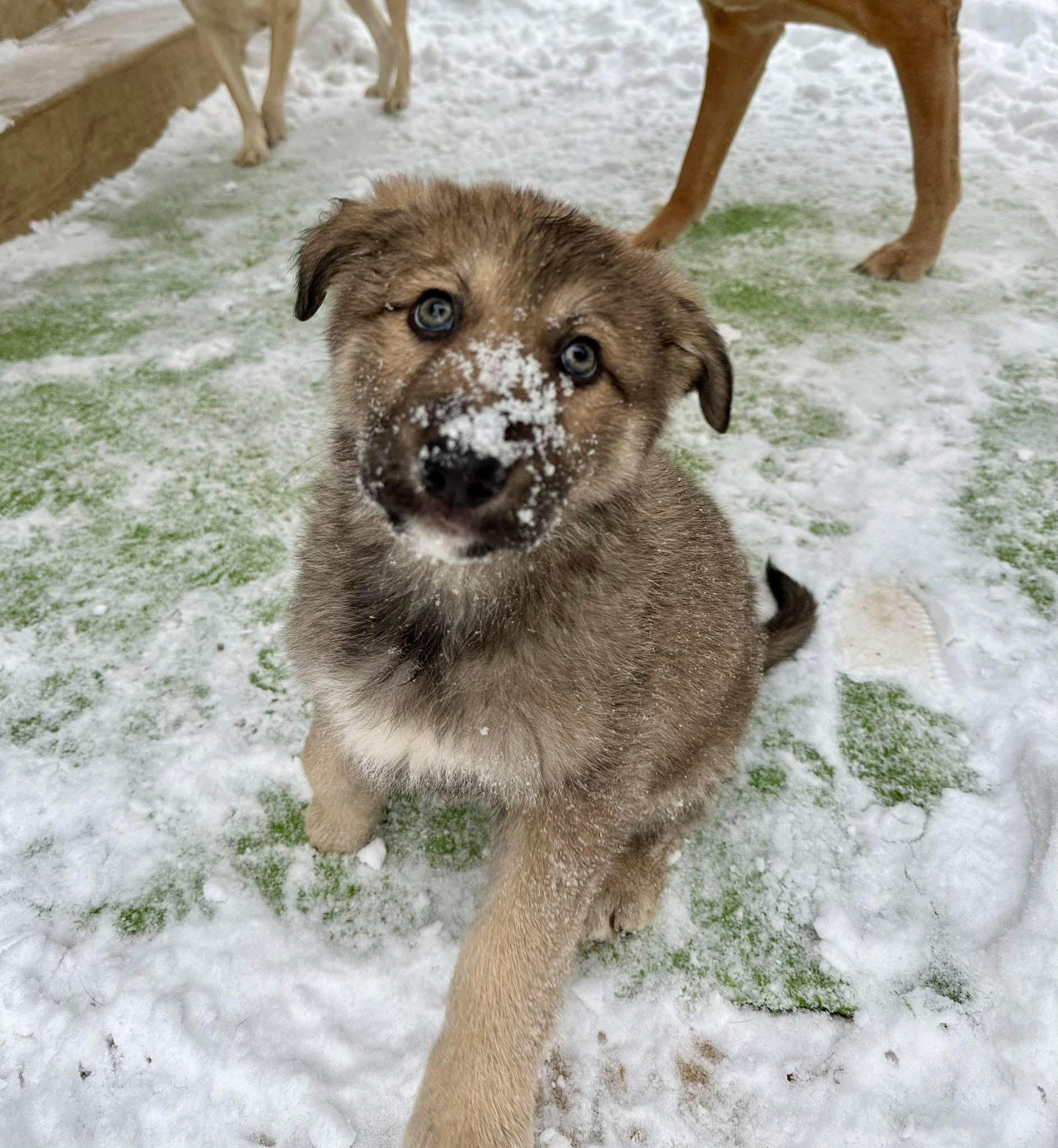 Enlarge Natty, a ADOPTABLE mixed breed in Jeffersonville, IN image 2/6