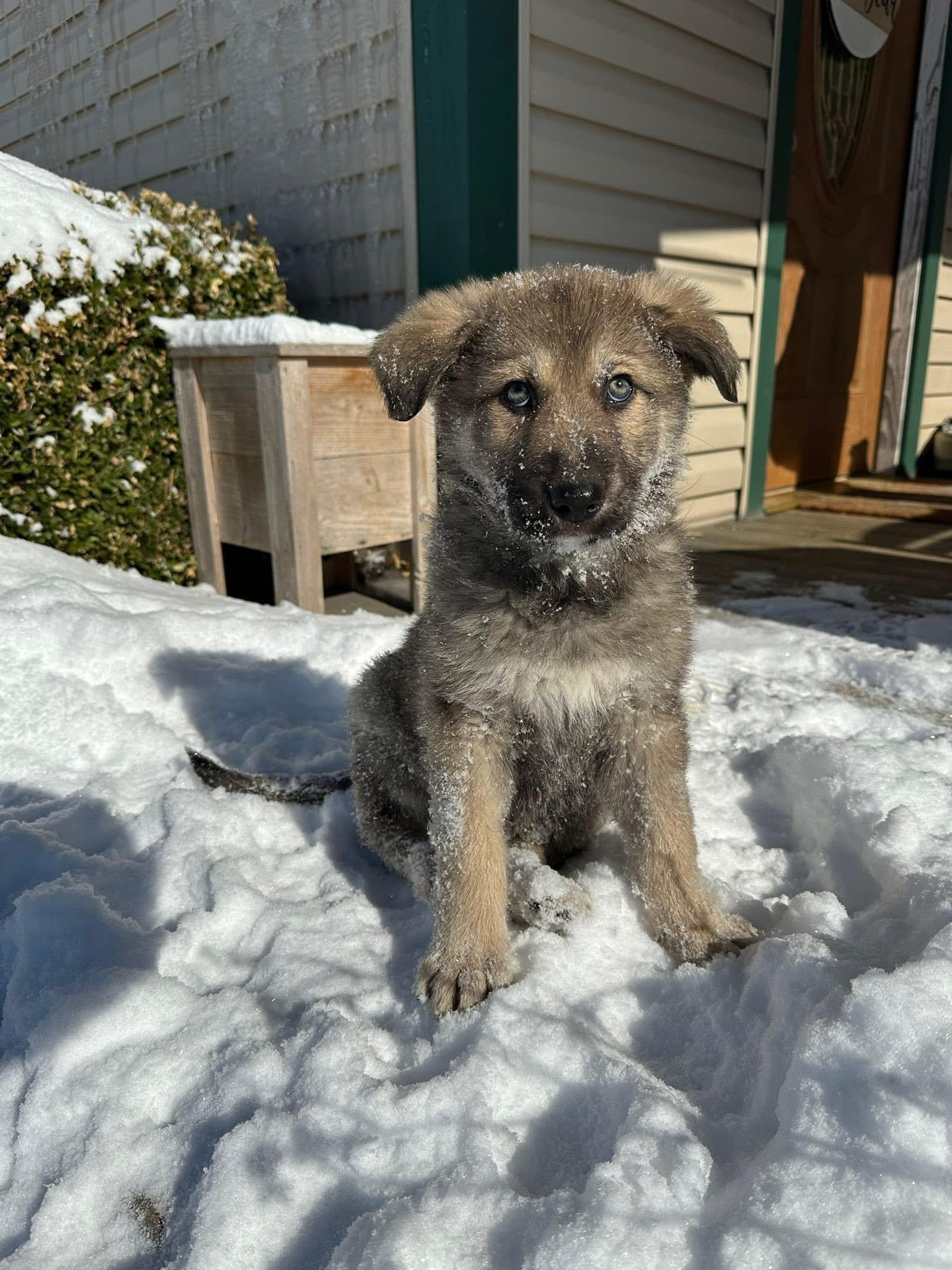 Enlarge Natty, a ADOPTABLE mixed breed in Jeffersonville, IN image 6/6